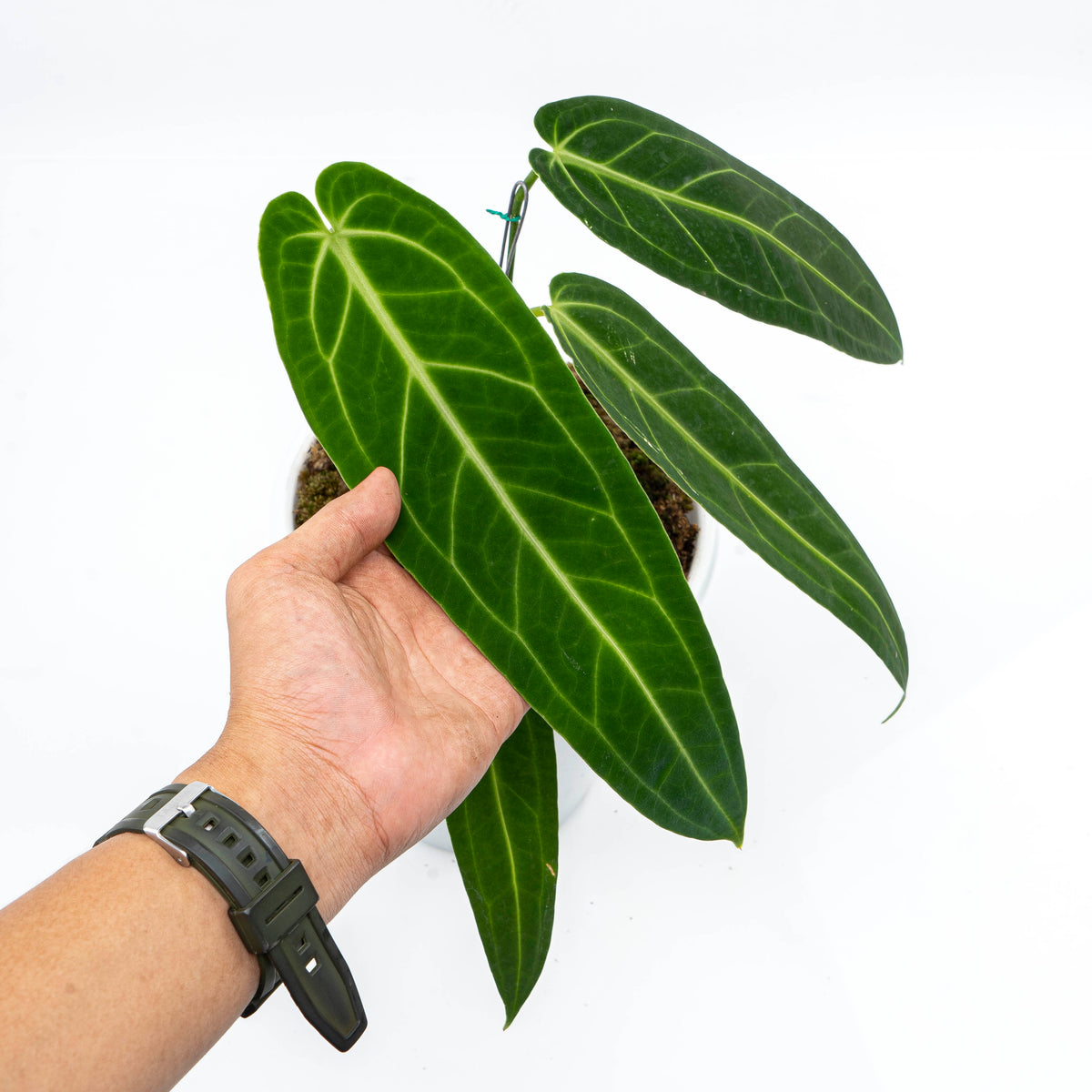 Anthurium Warocqueanum - Mature size