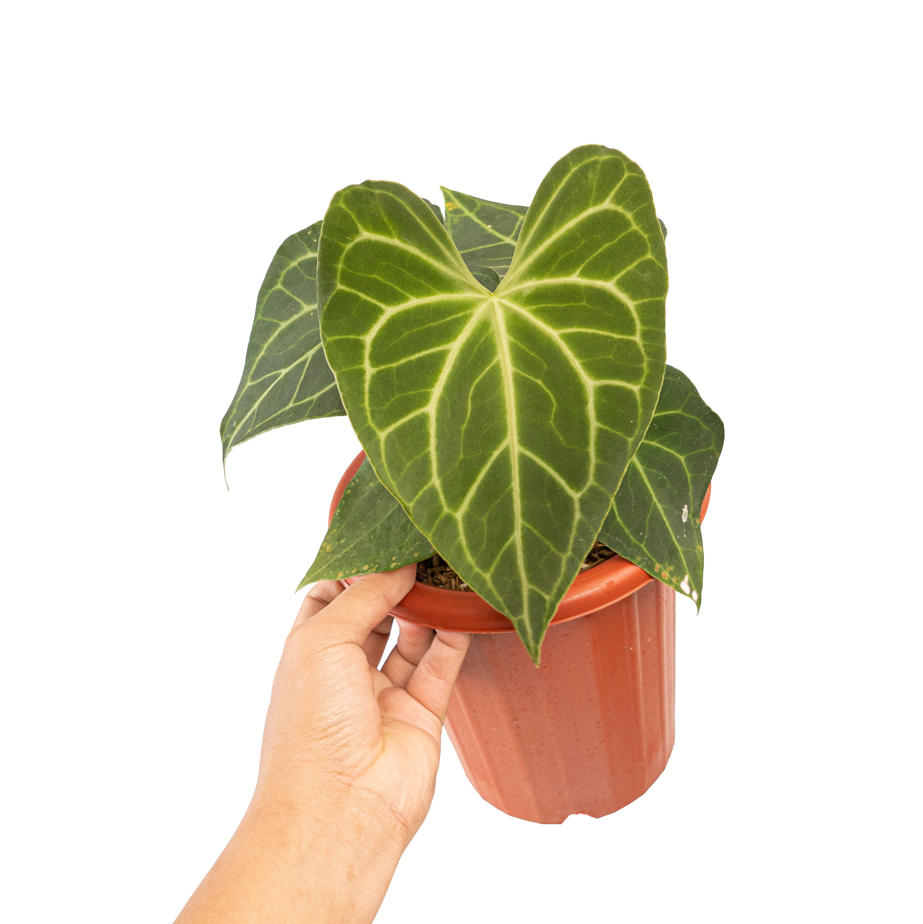 Anthurium  clarinervium hybrid