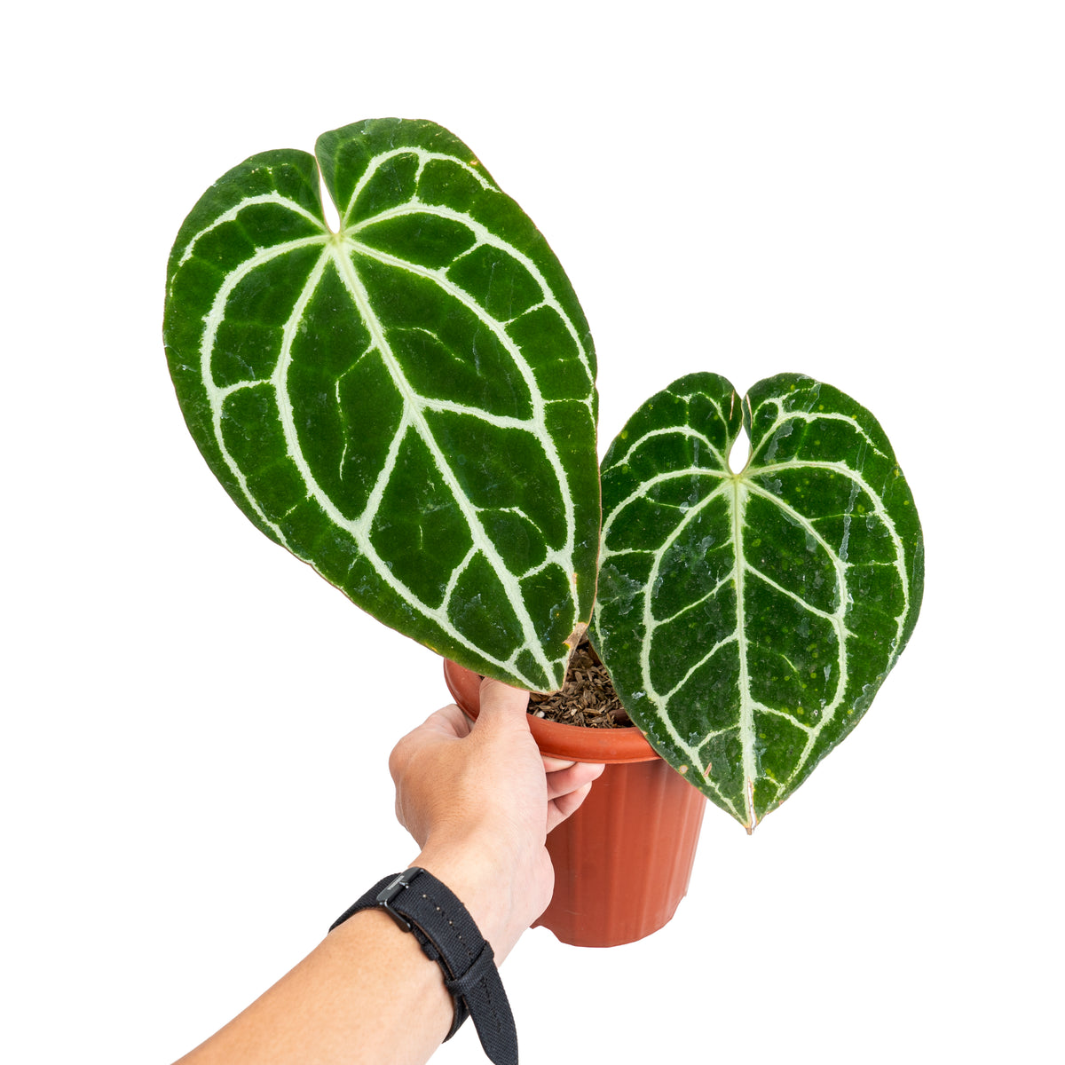 Anthurium crystallinum minahasa