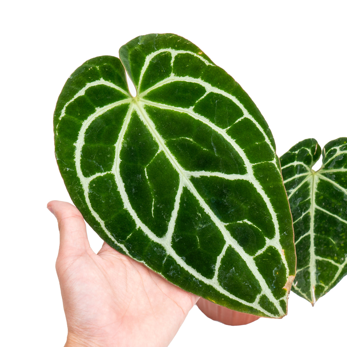 Anthurium crystallinum minahasa
