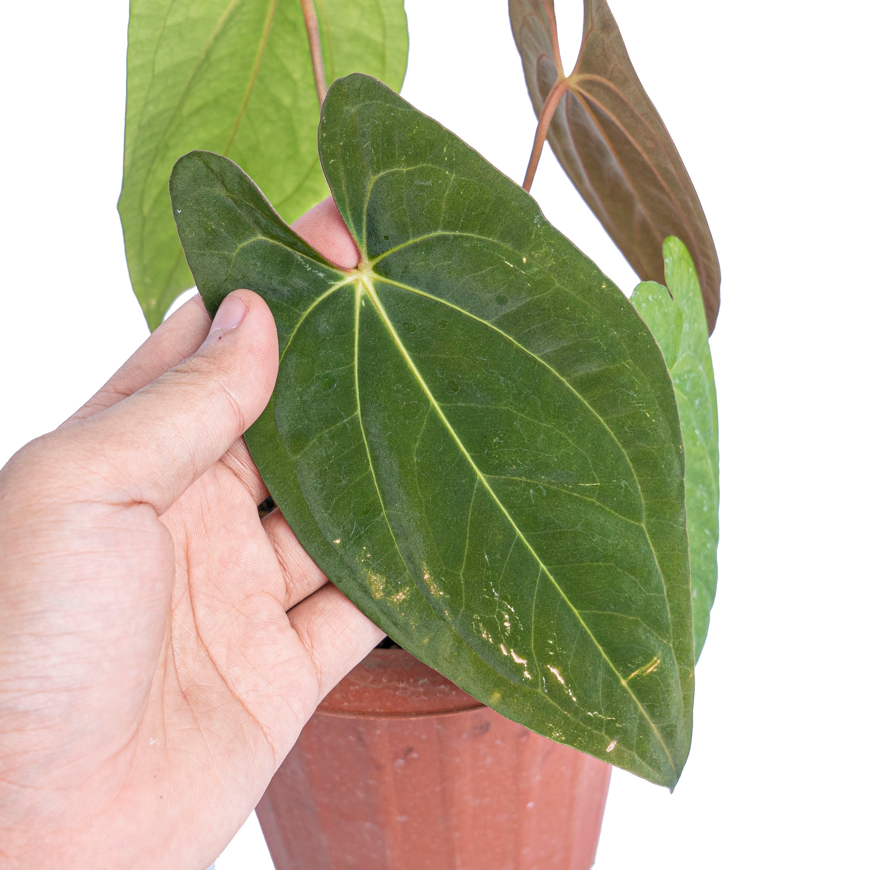 Anthurium dark phoenix