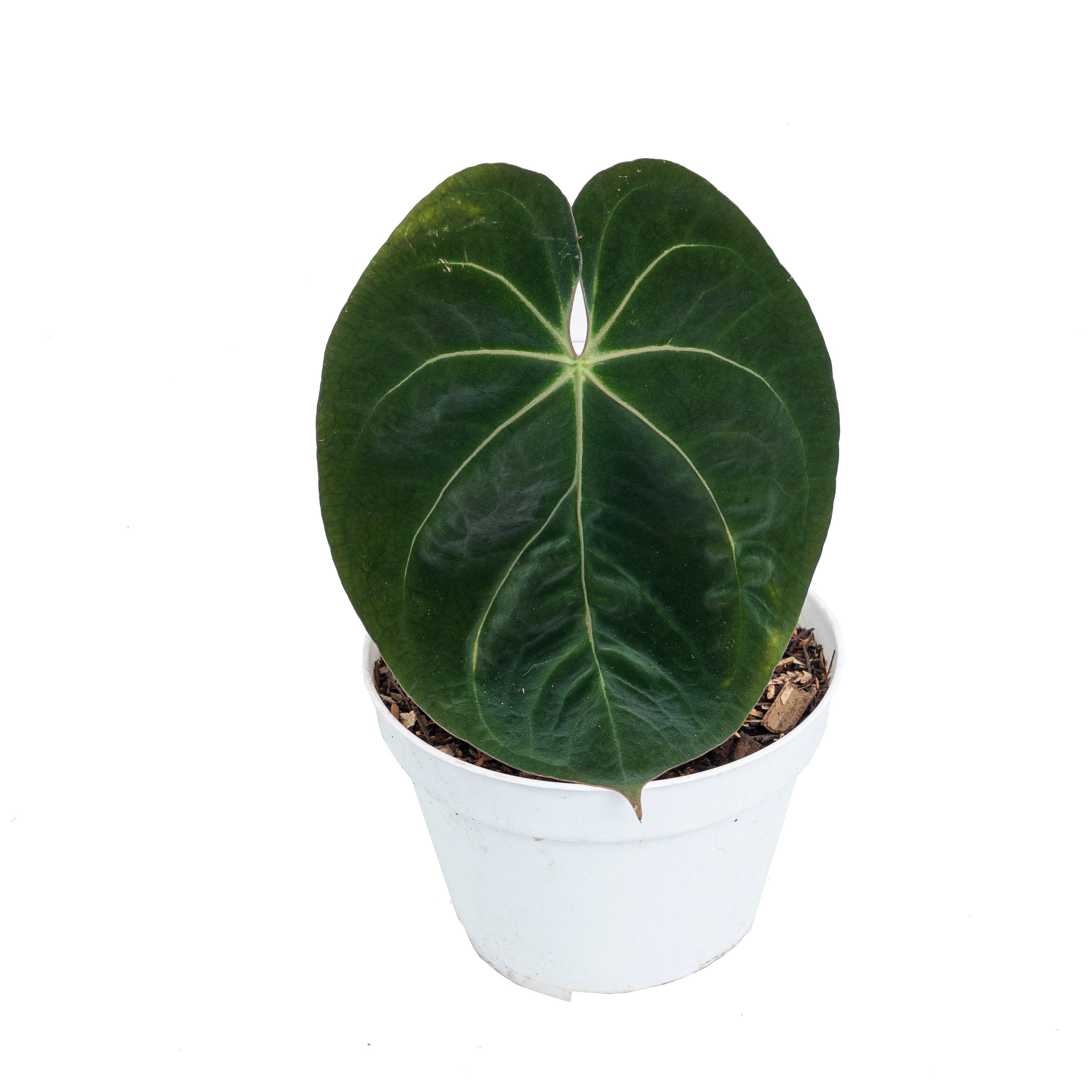 Anthurium hoffmanii hybrid