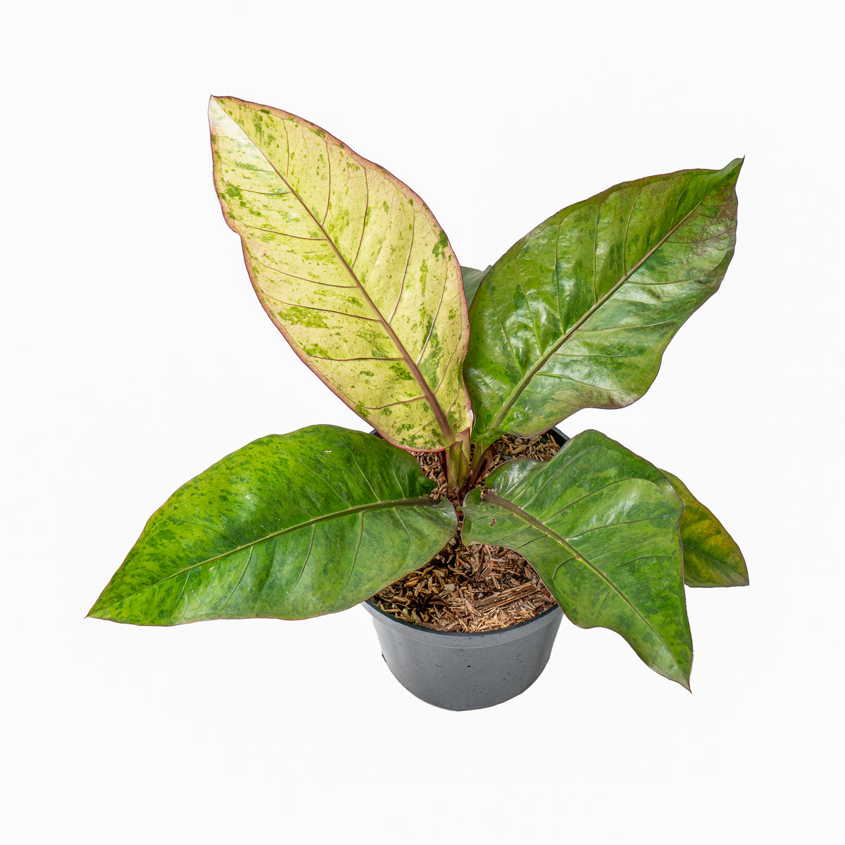 Anthurium hookeri variegated