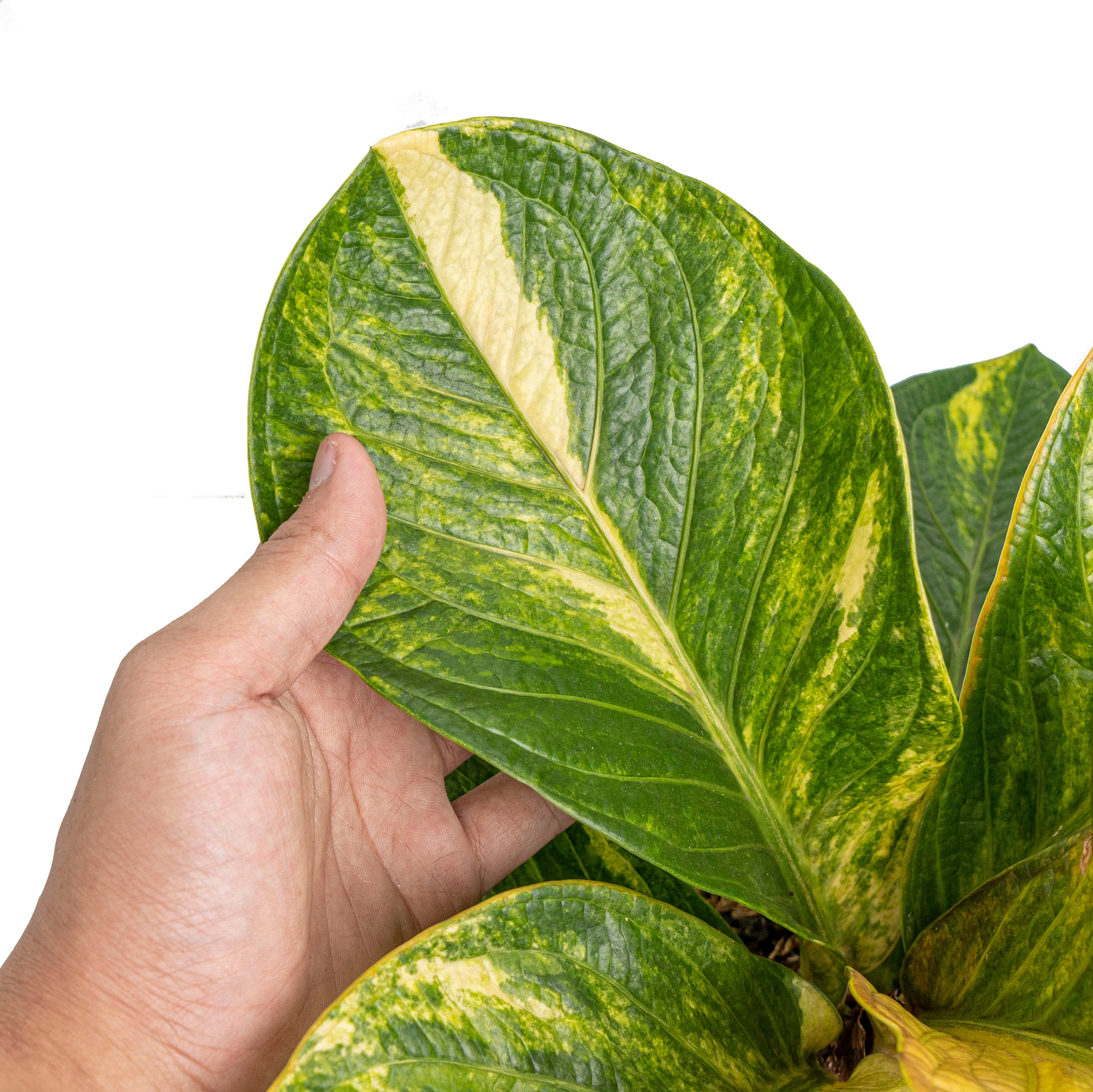 Anthurium jenmanii bowl variegated - Mature size