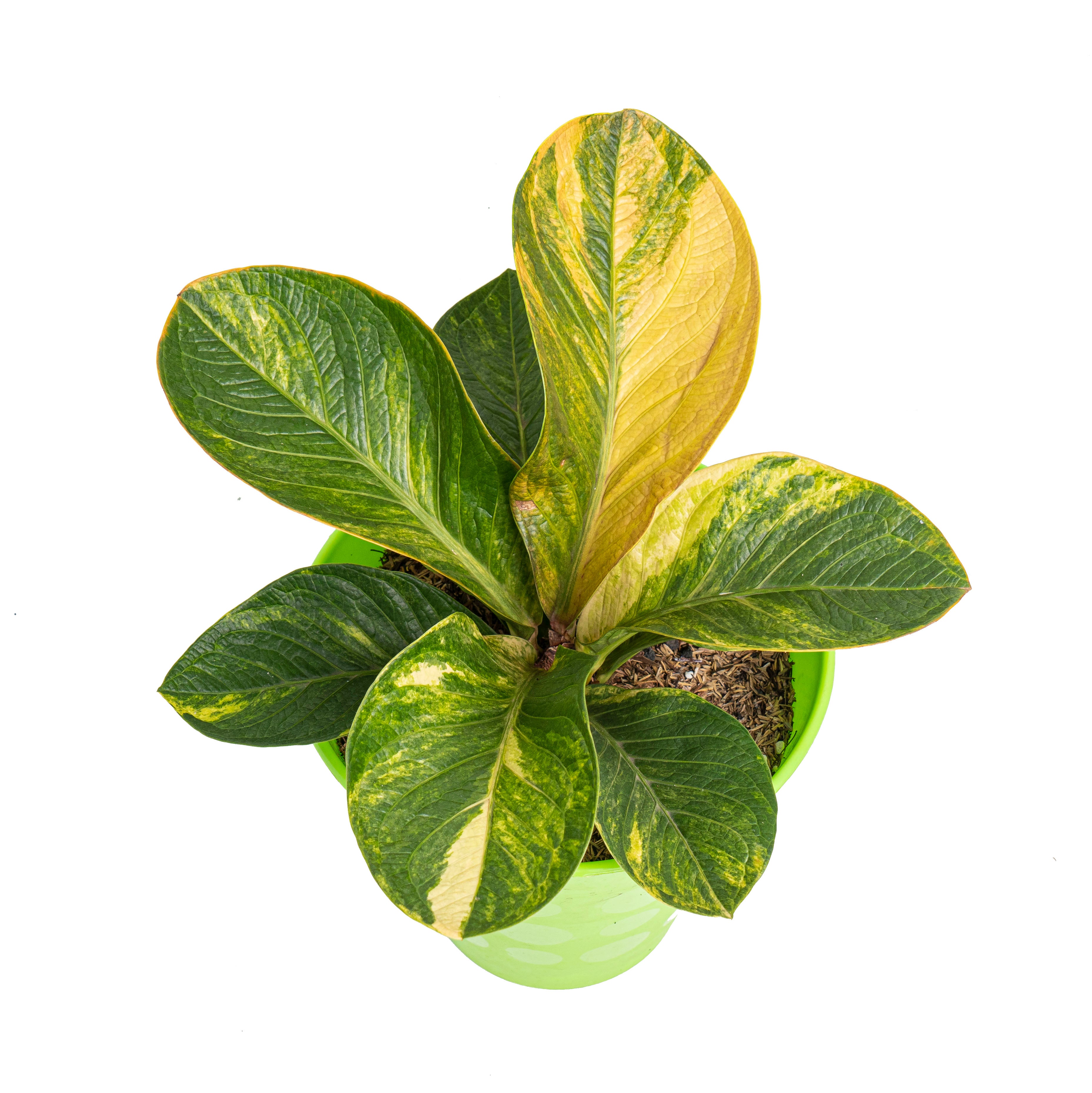 Anthurium jenmanii bowl variegated - Mature size