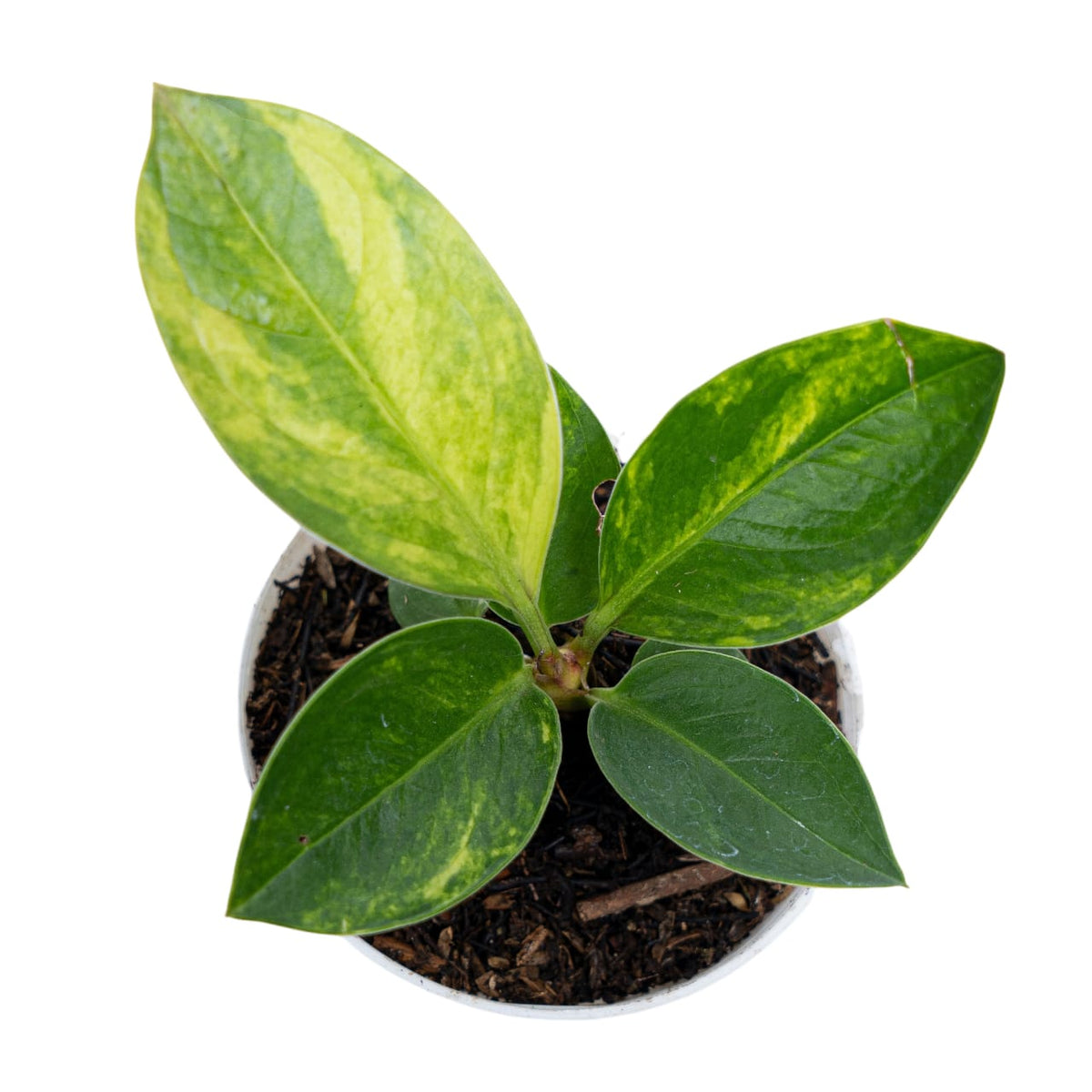 Anthurium Jemanii Variegated