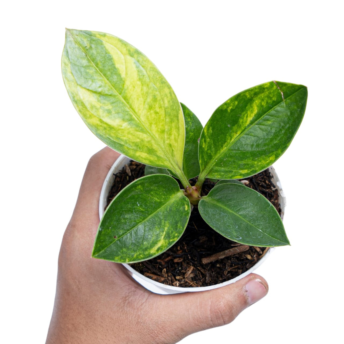 Anthurium Jemanii Variegated