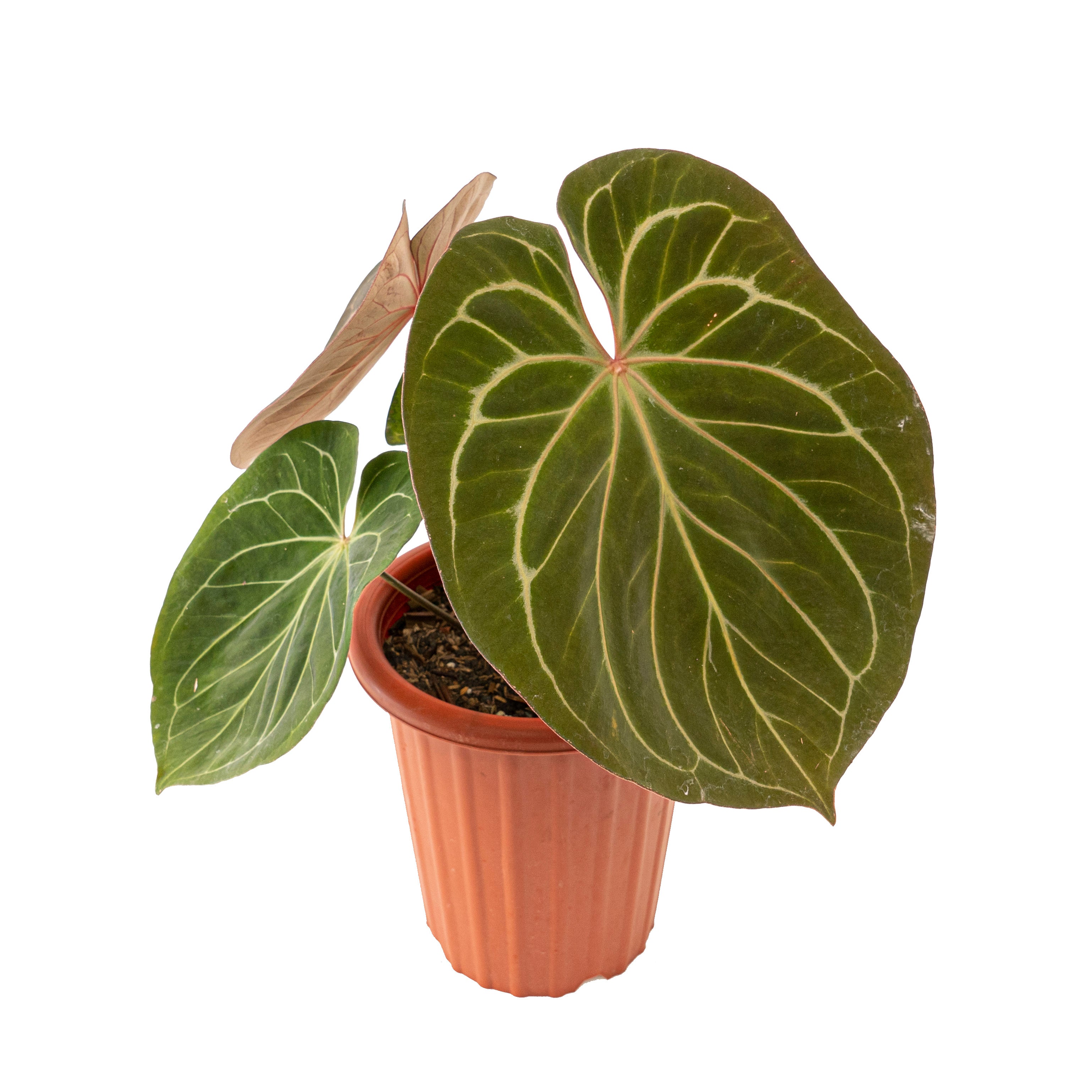 Anthurium king of spades Mature size