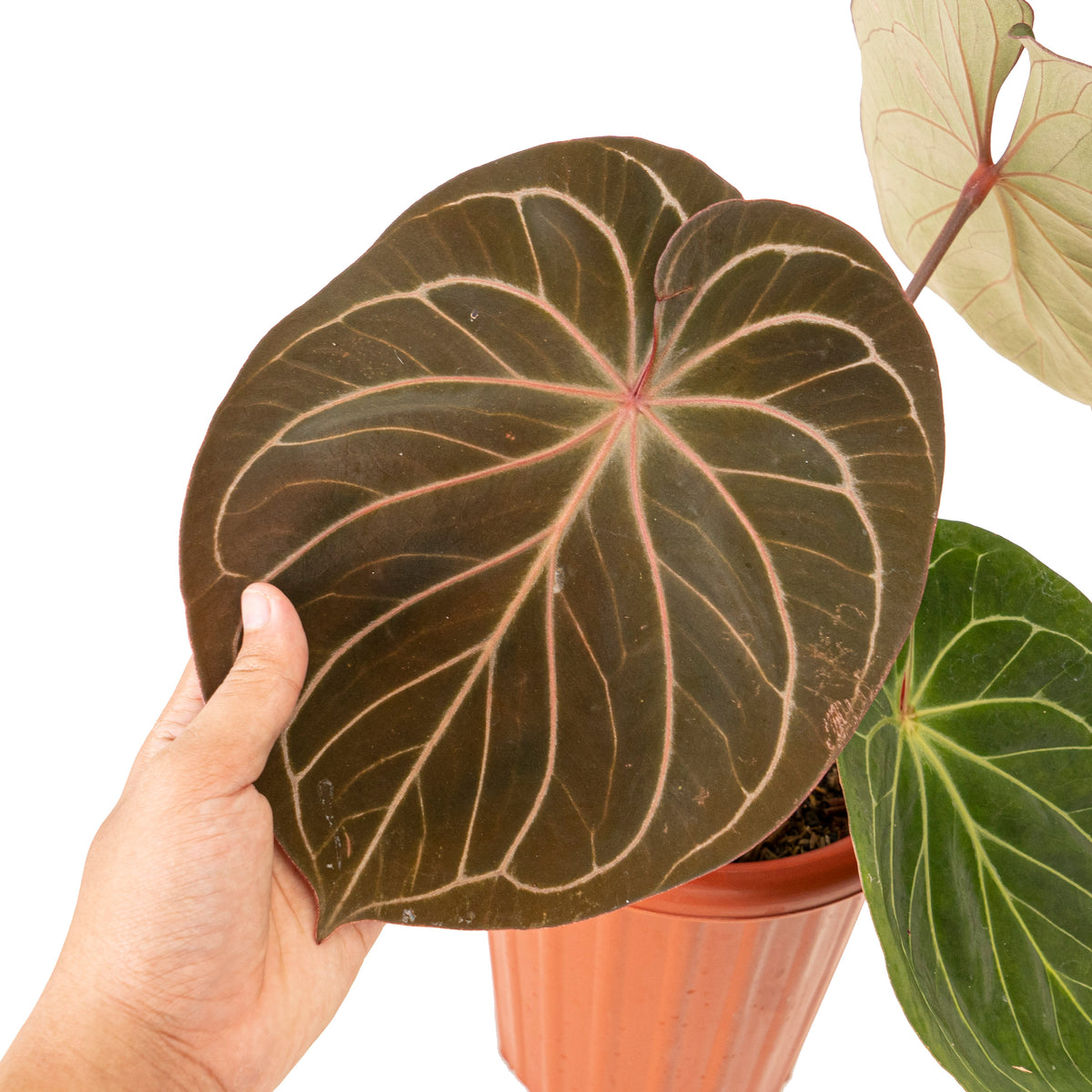 Anthurium king of spades Mature size