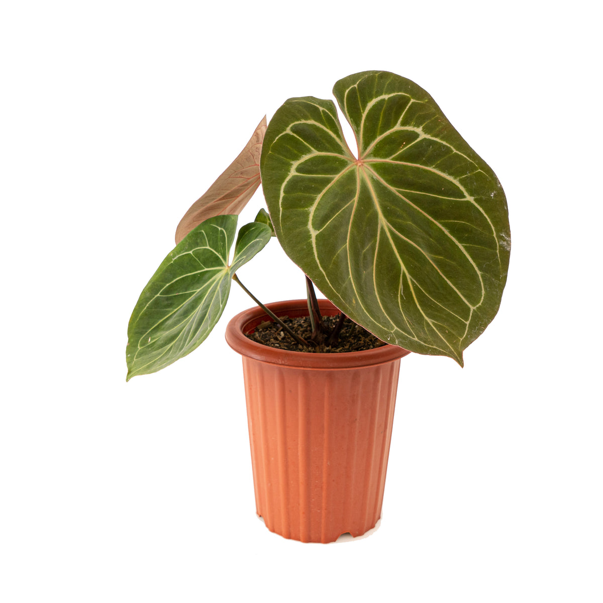 Anthurium king of spades Mature size
