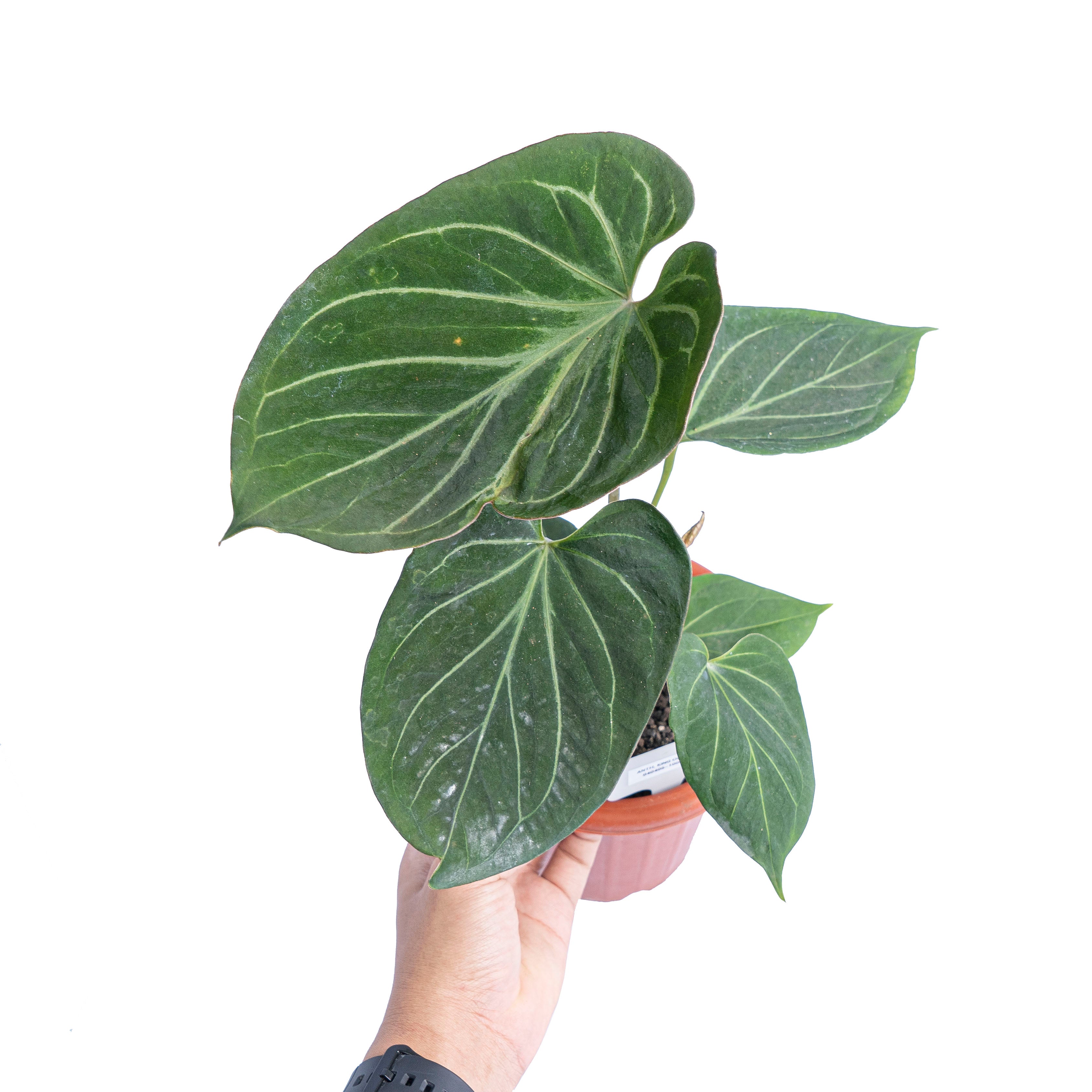 Anthurium king of spades  - Mature size