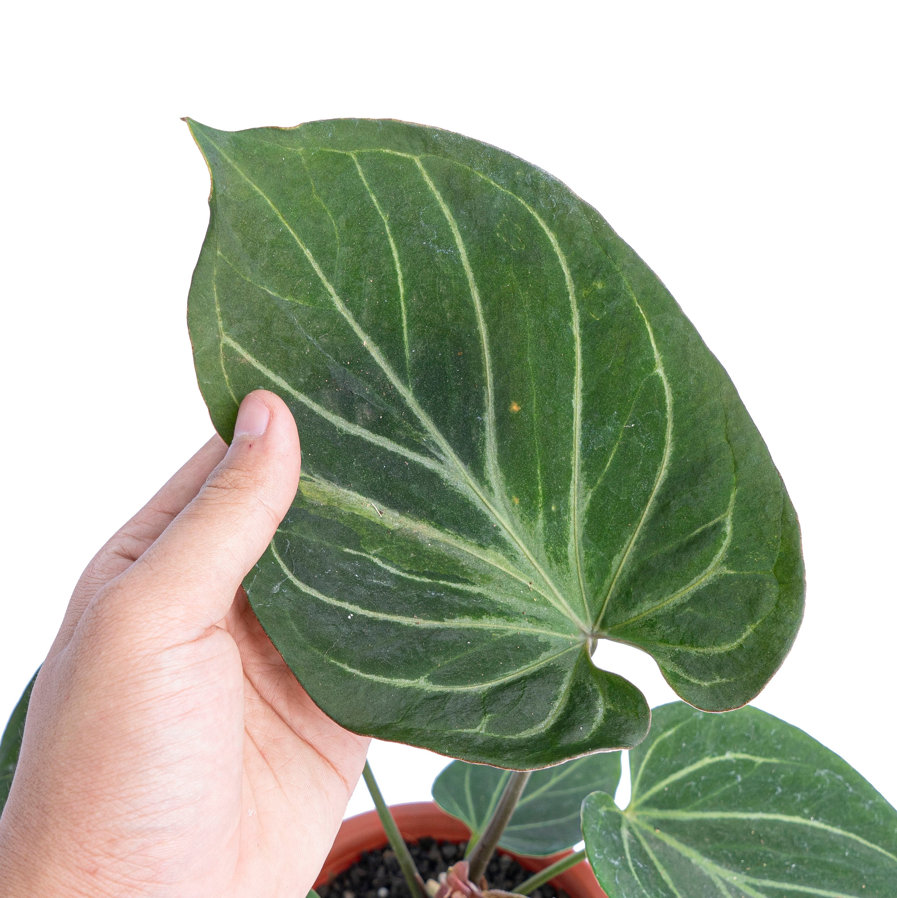Anthurium king of spades  - Mature size