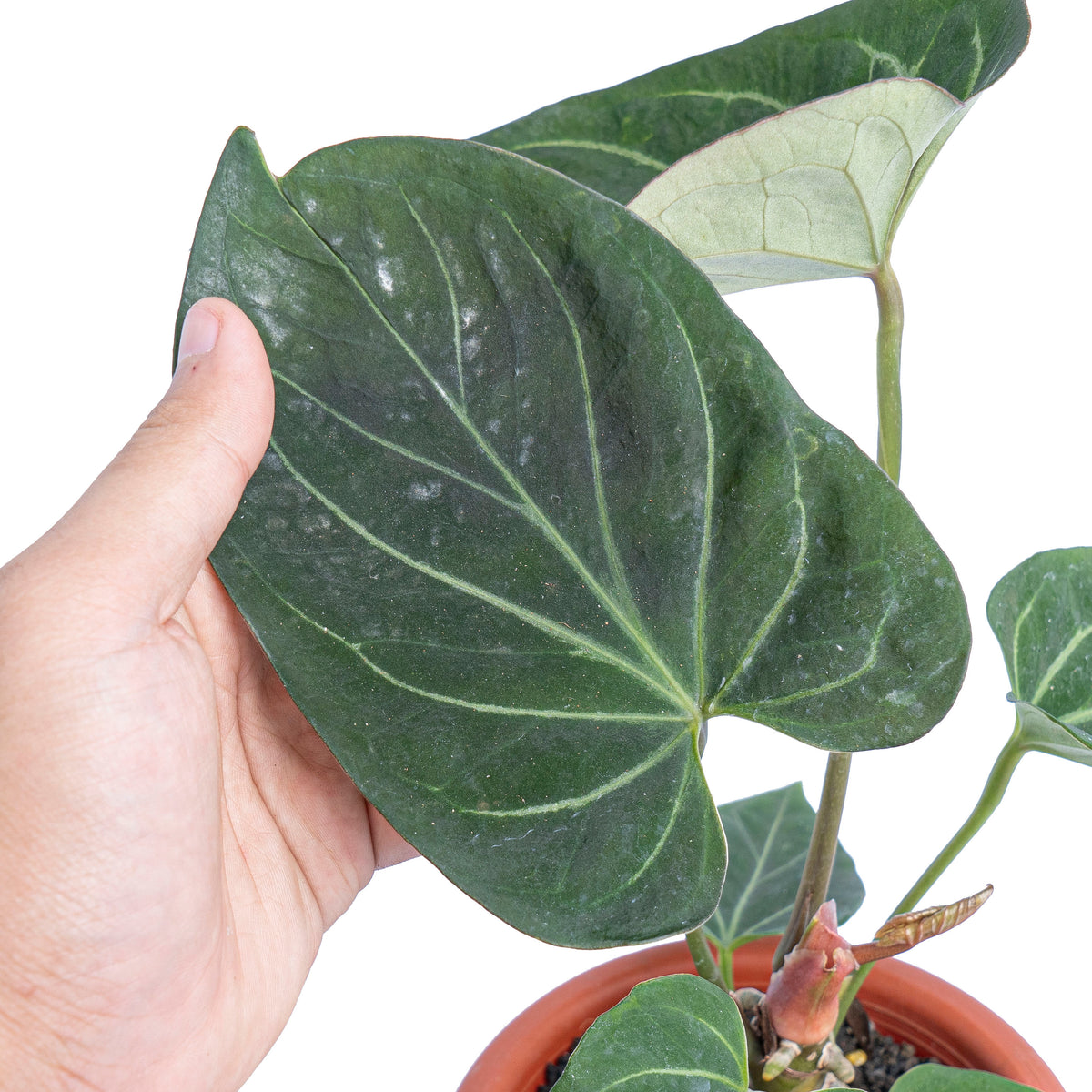 Anthurium king of spades  - Mature size
