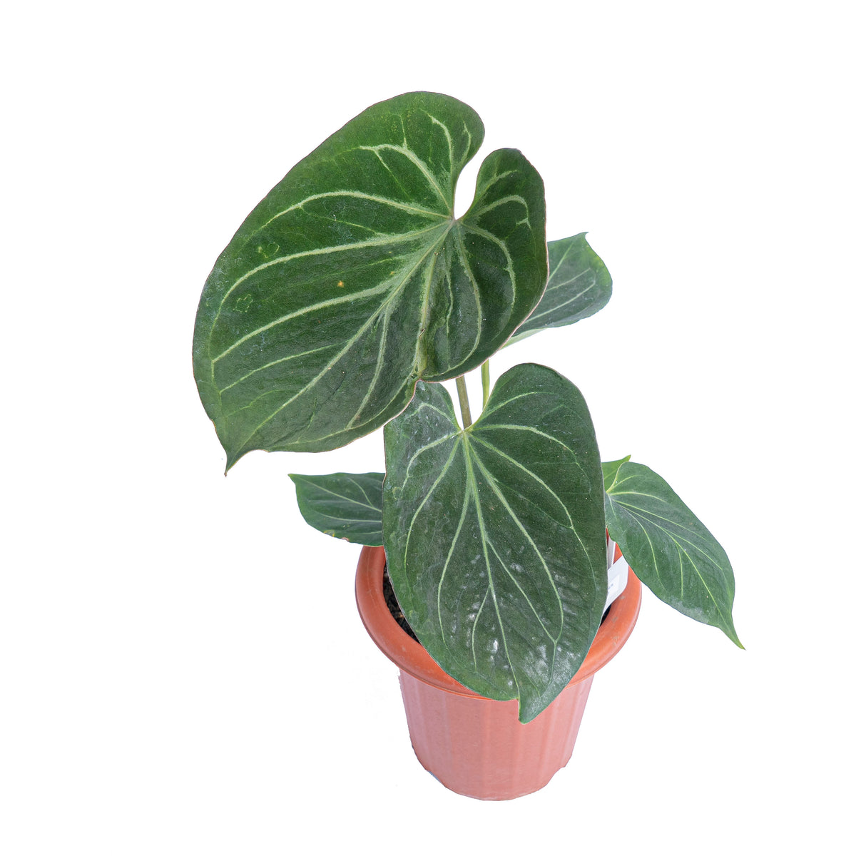 Anthurium king of spades  - Mature size