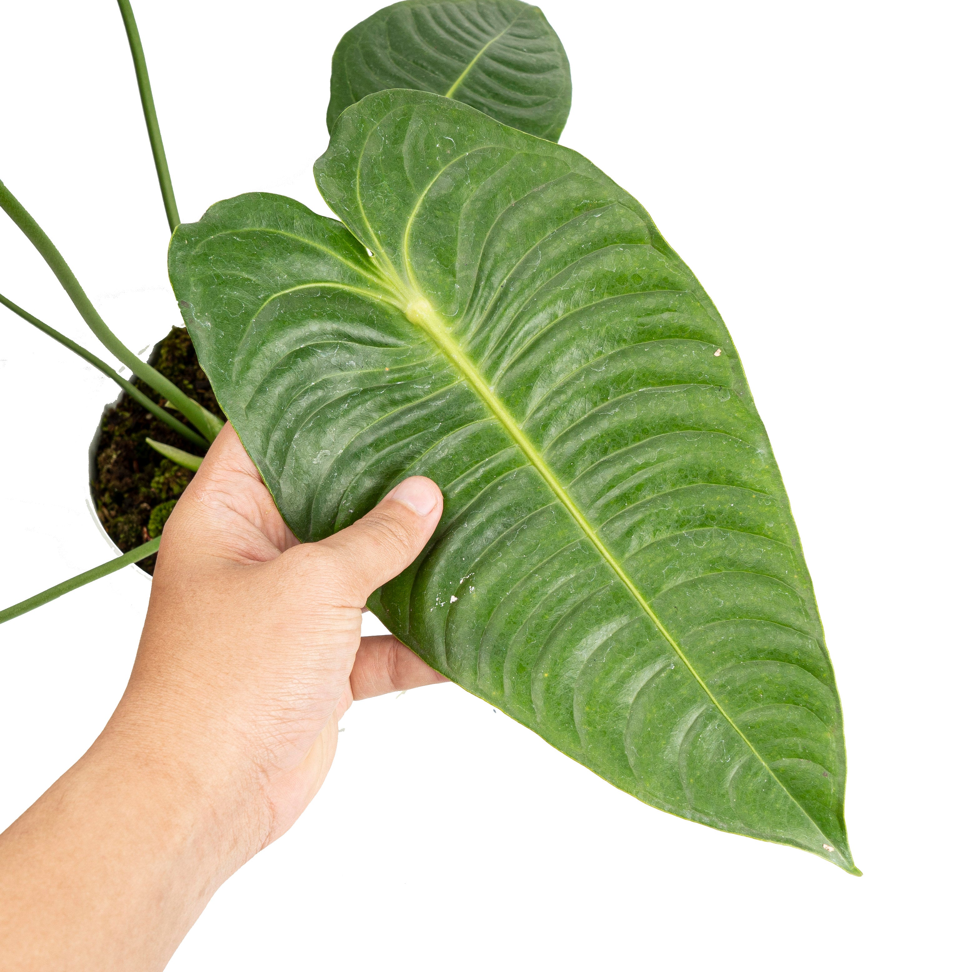 Anthurium king veitchii - Exstra mature size