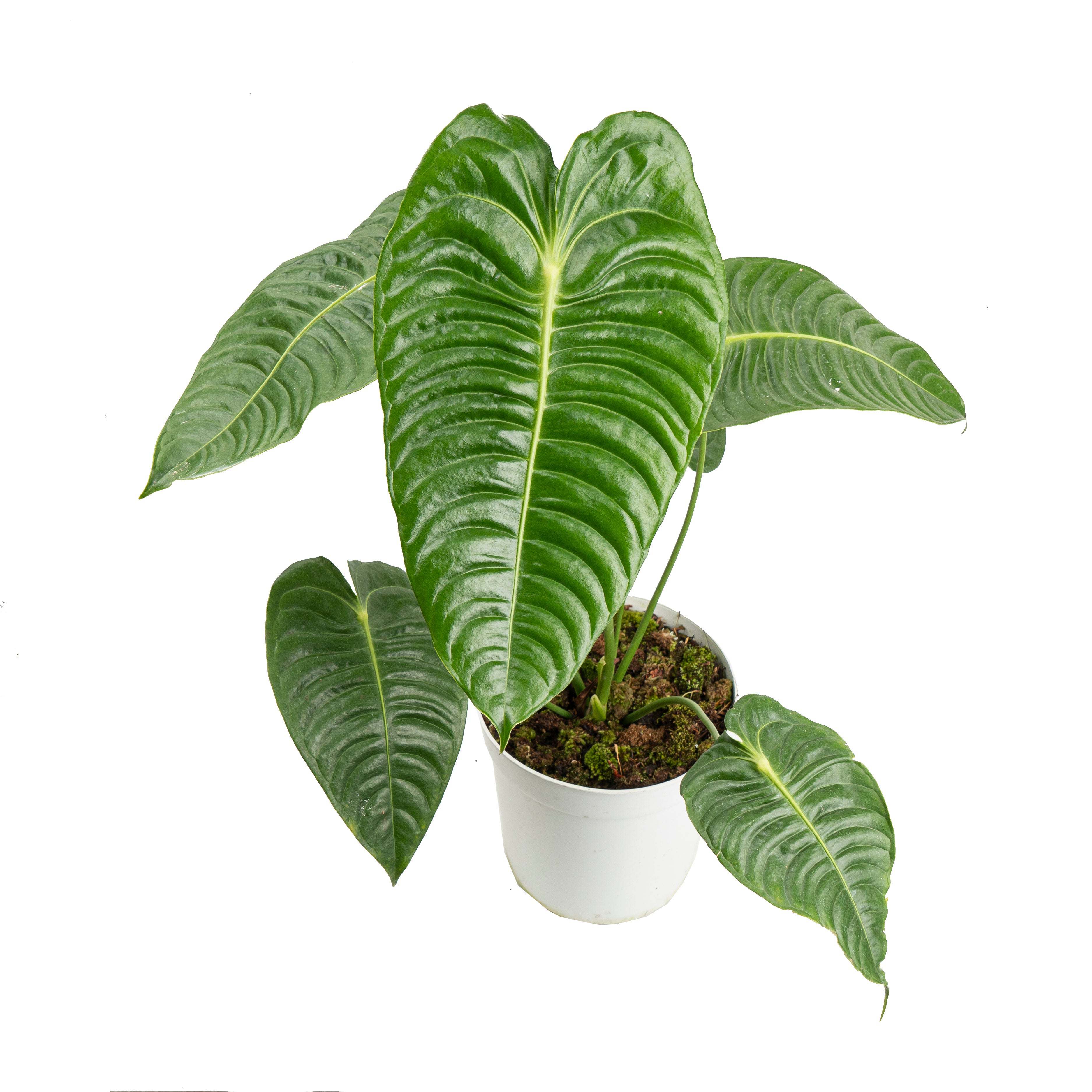 Anthurium king veitchii - Exstra mature size