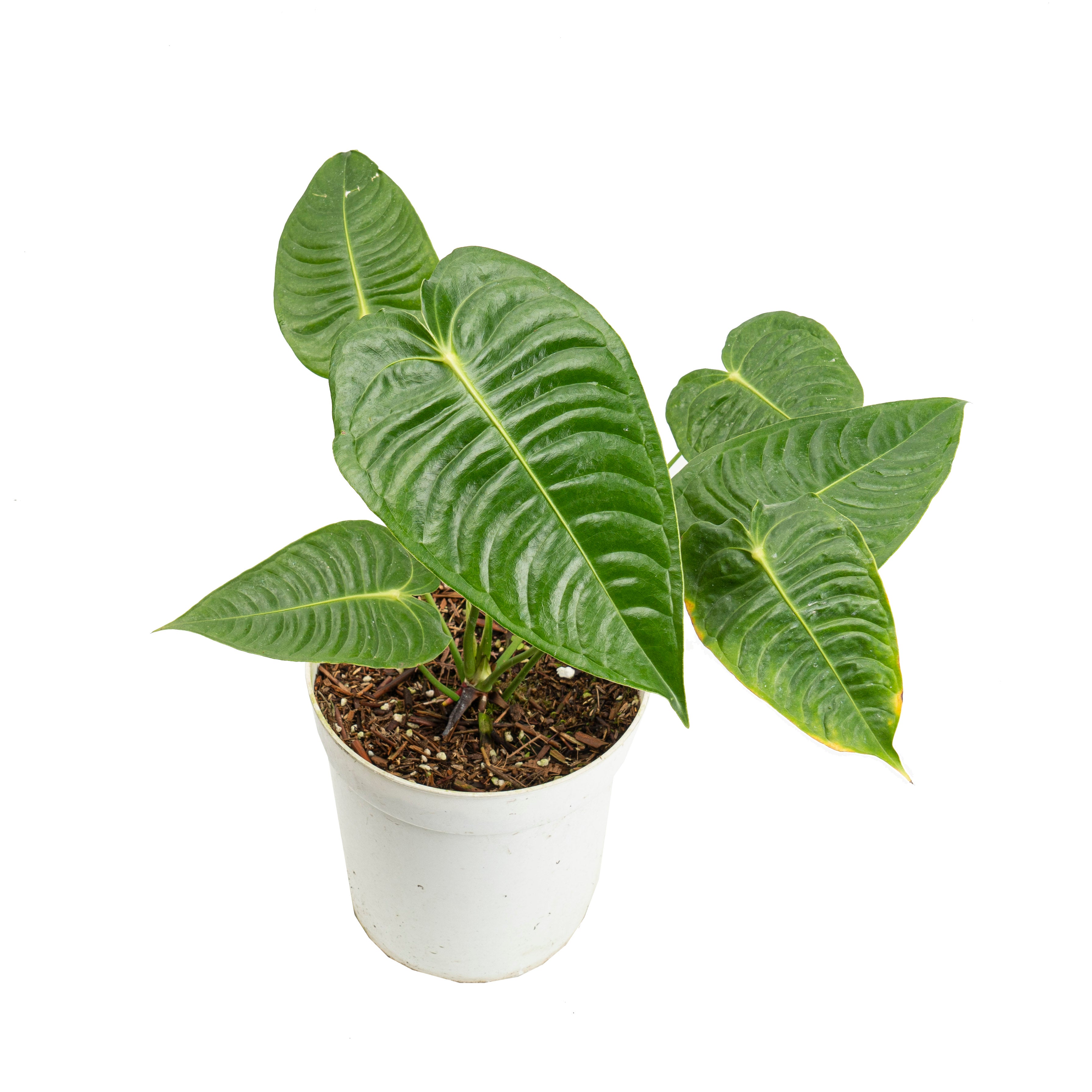 Anthurium king veitchii mature size