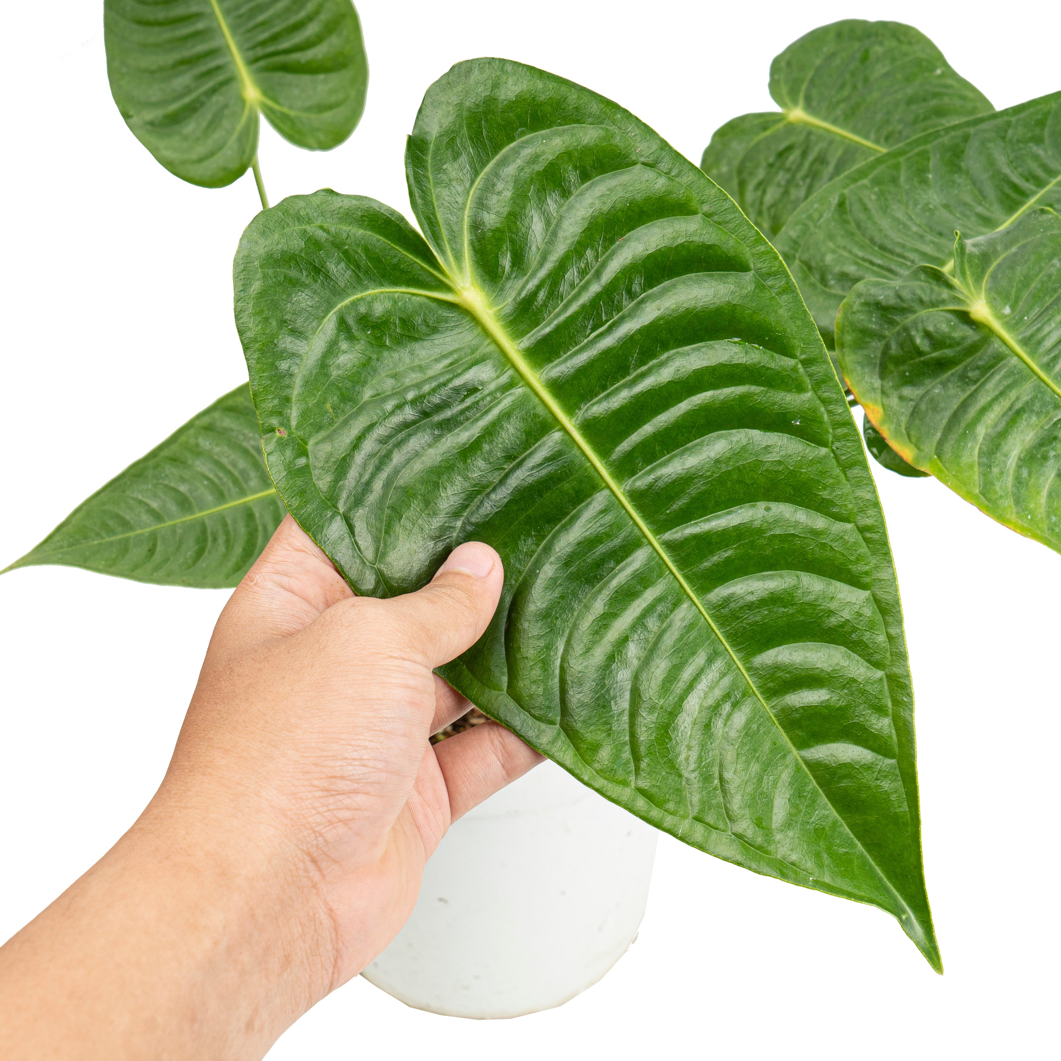 Anthurium king veitchii mature size