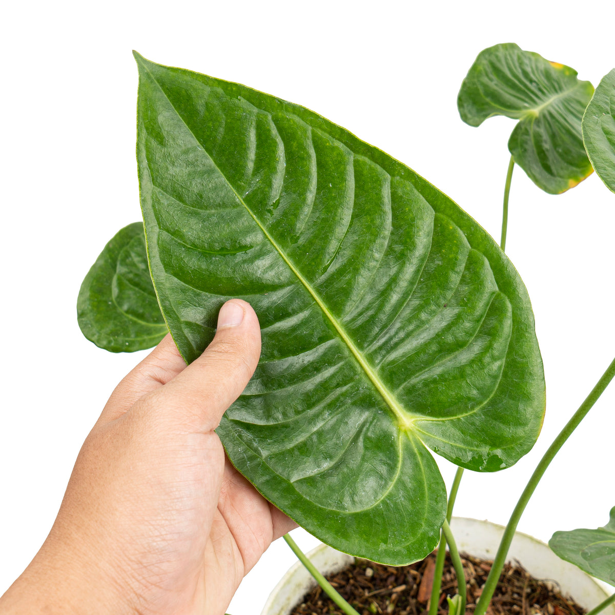 Anthurium king veitchii mature size