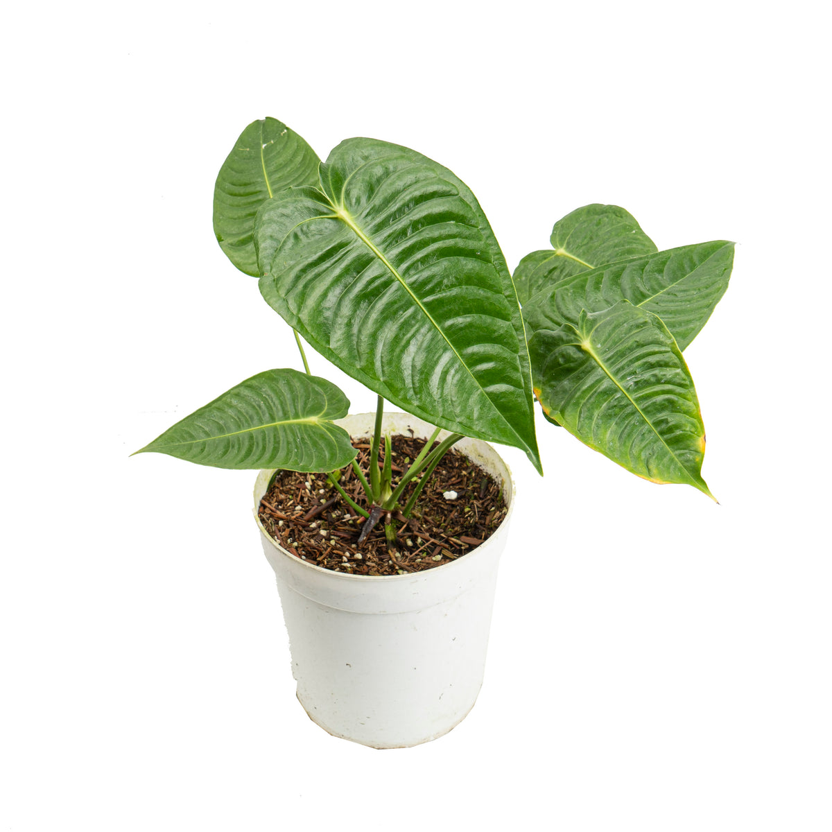 Anthurium king veitchii mature size