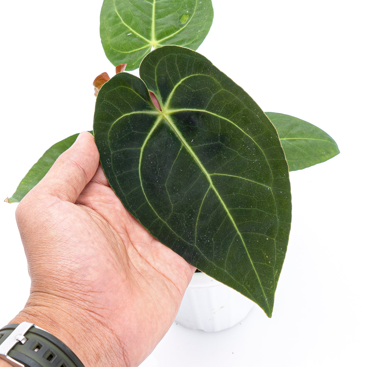 Anthurium Papilaminum X Magnificum Verde