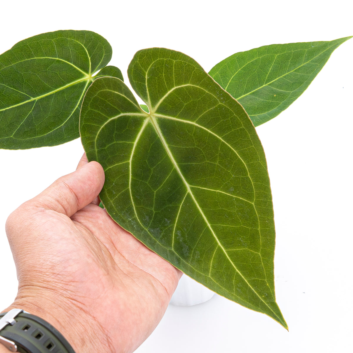 Anthurium Papilaminum X Magnificum Verde