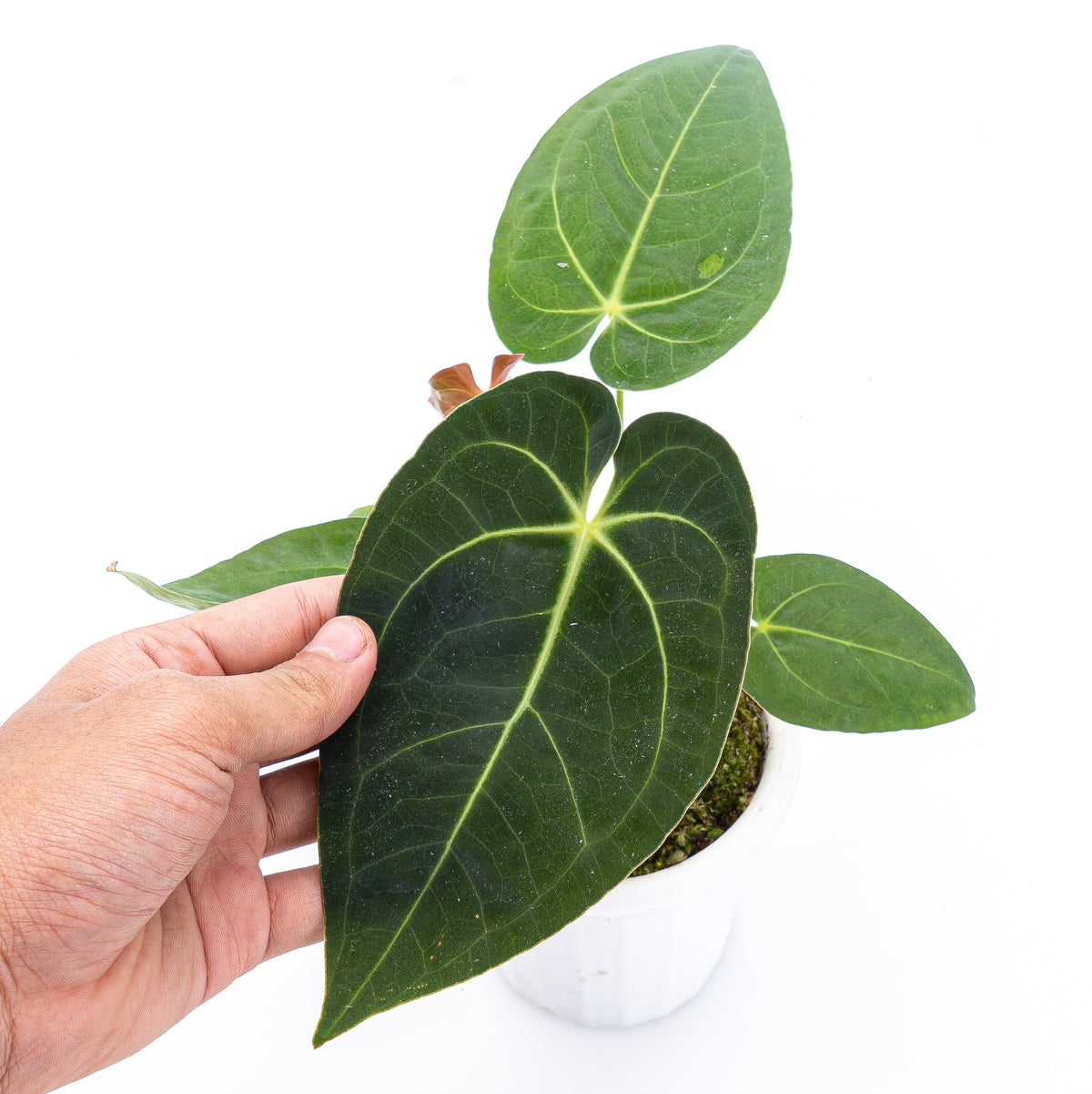Anthurium Papilaminum X Magnificum Verde