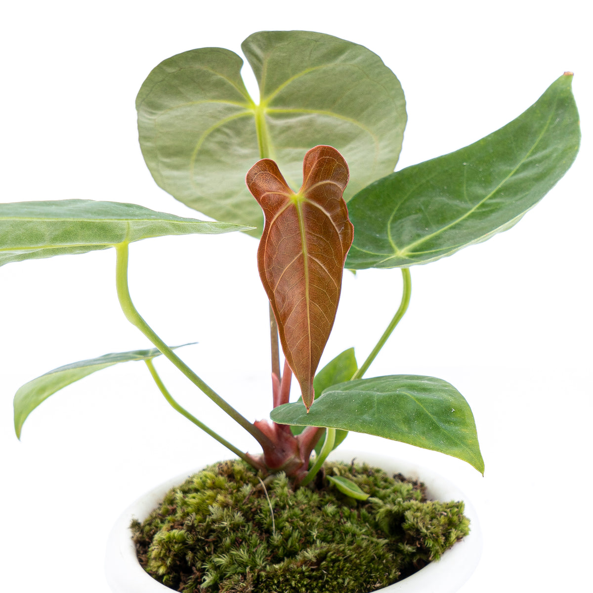 Anthurium Papilaminum X Magnificum Verde