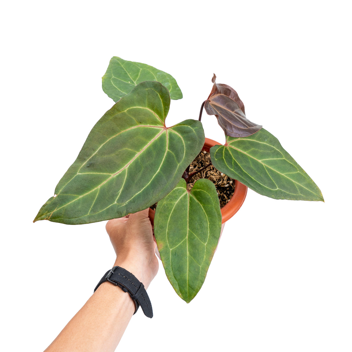 Anthurium papillilaminum red stem