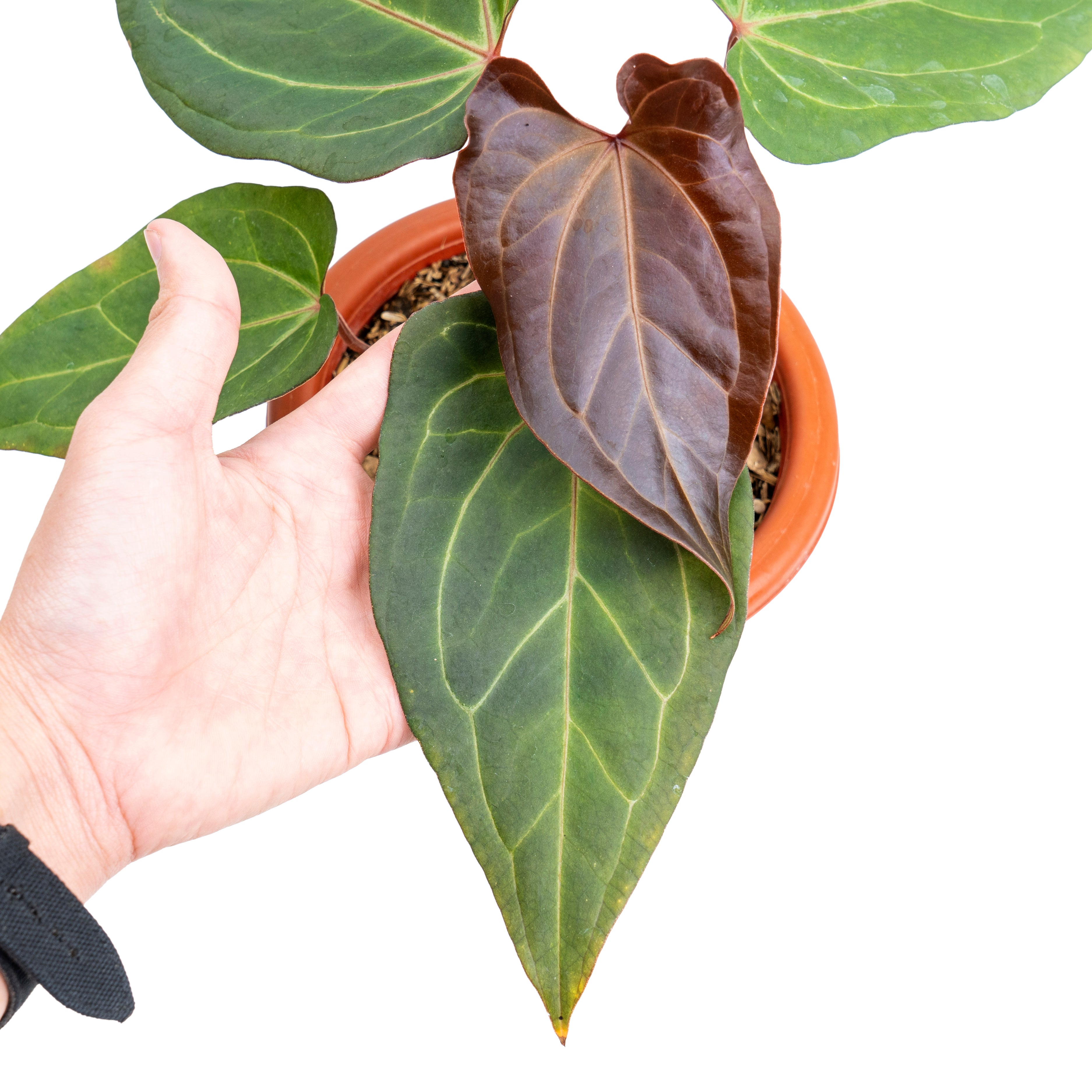 Anthurium papillilaminum red stem