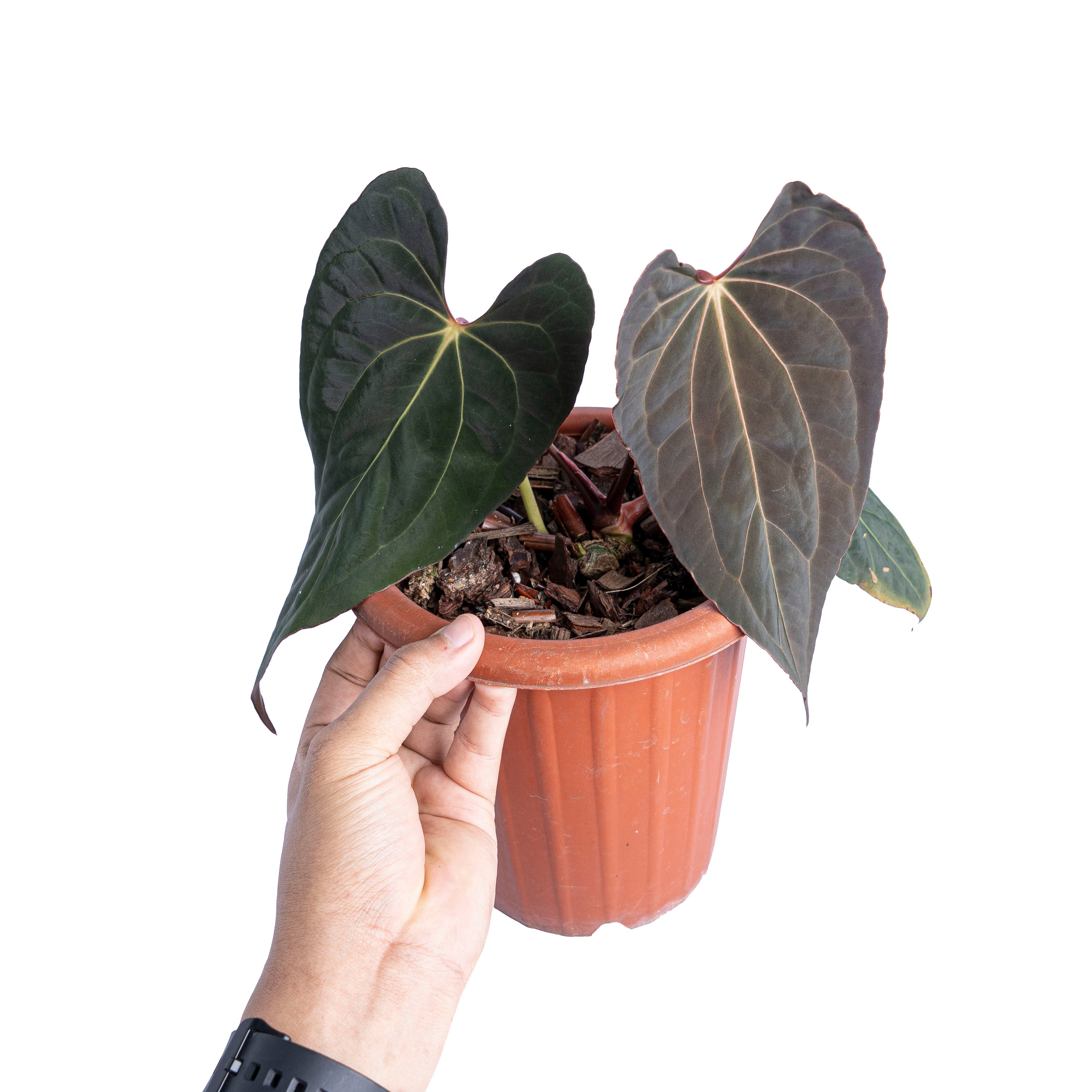 Anthurium papillilaminum x one