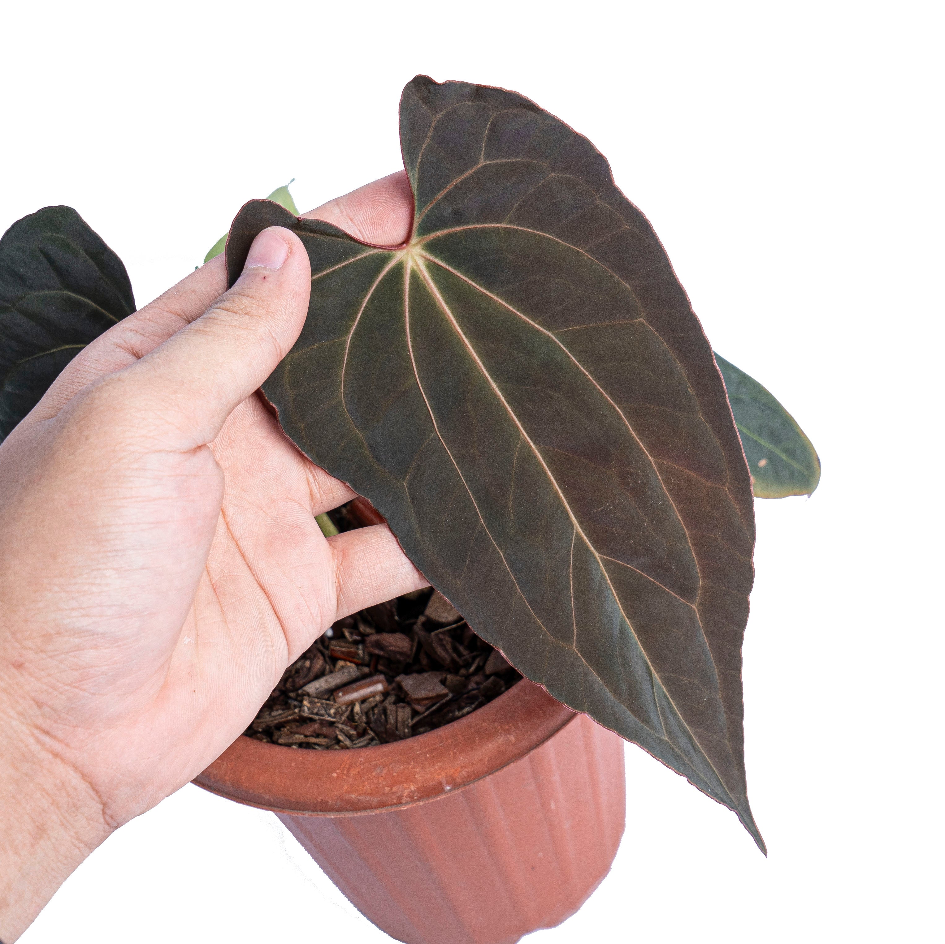 Anthurium papillilaminum x one