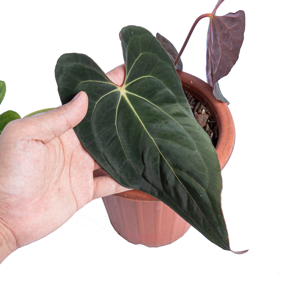 Anthurium papillilaminum x one