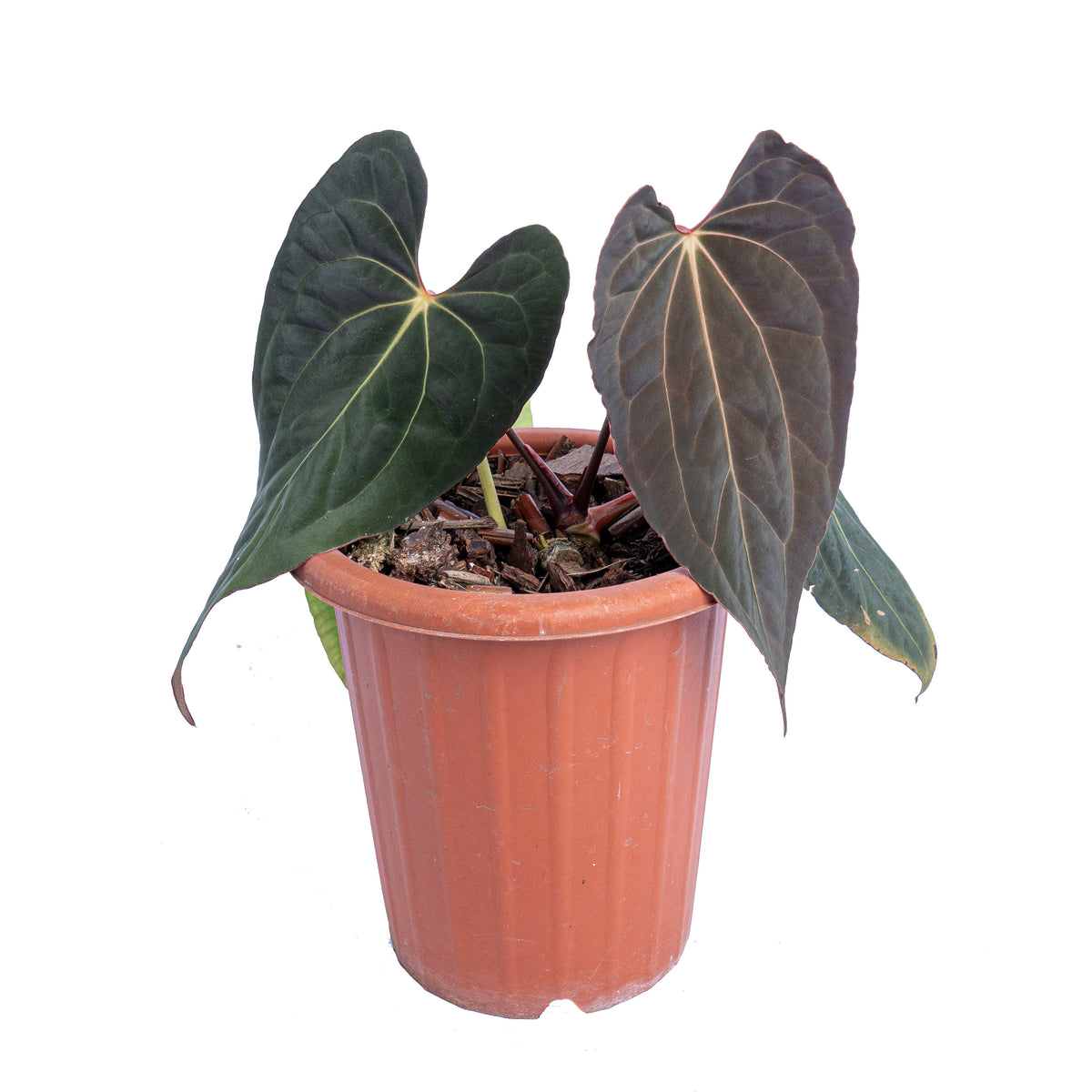 Anthurium papillilaminum x one