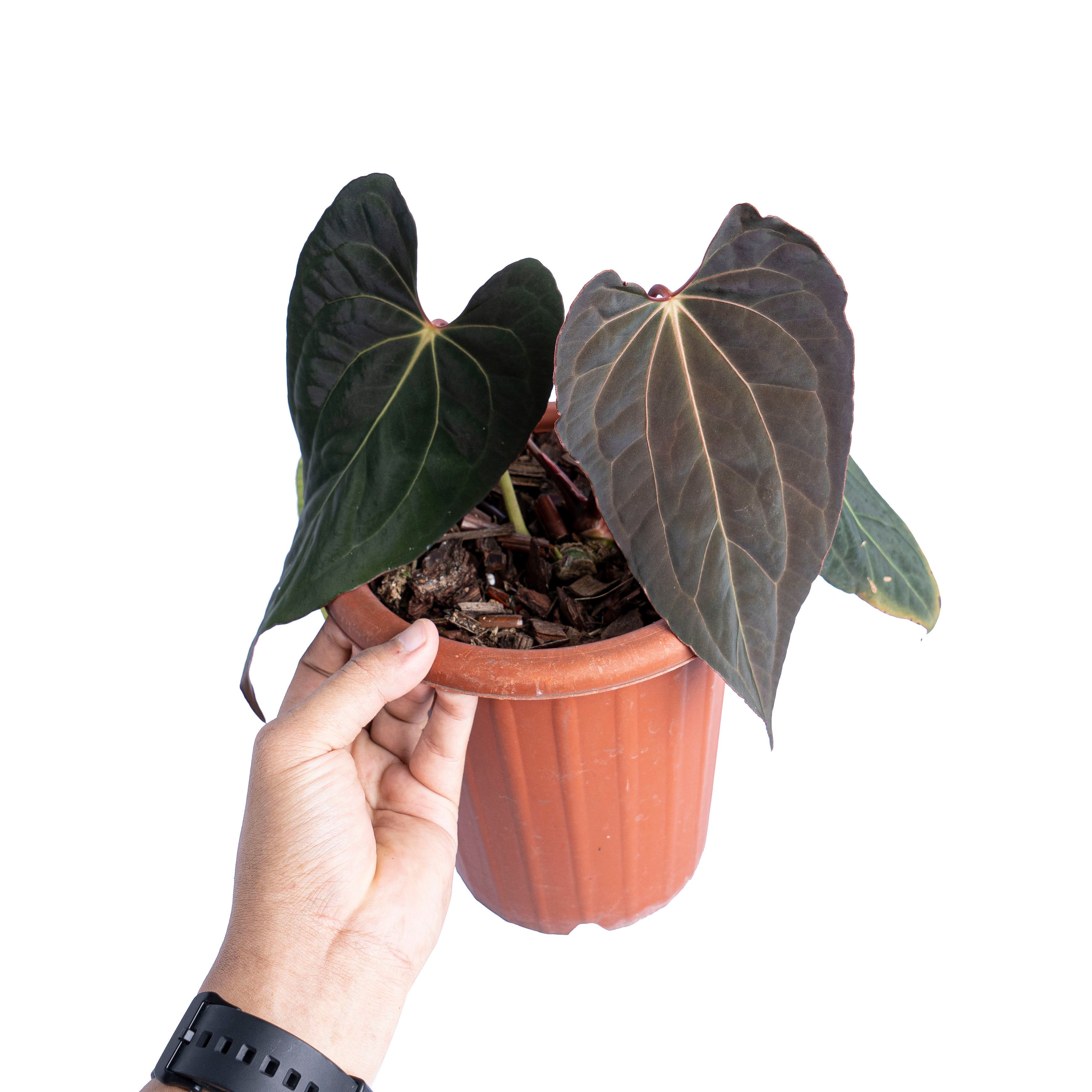 Anthurium papillilaminum x one