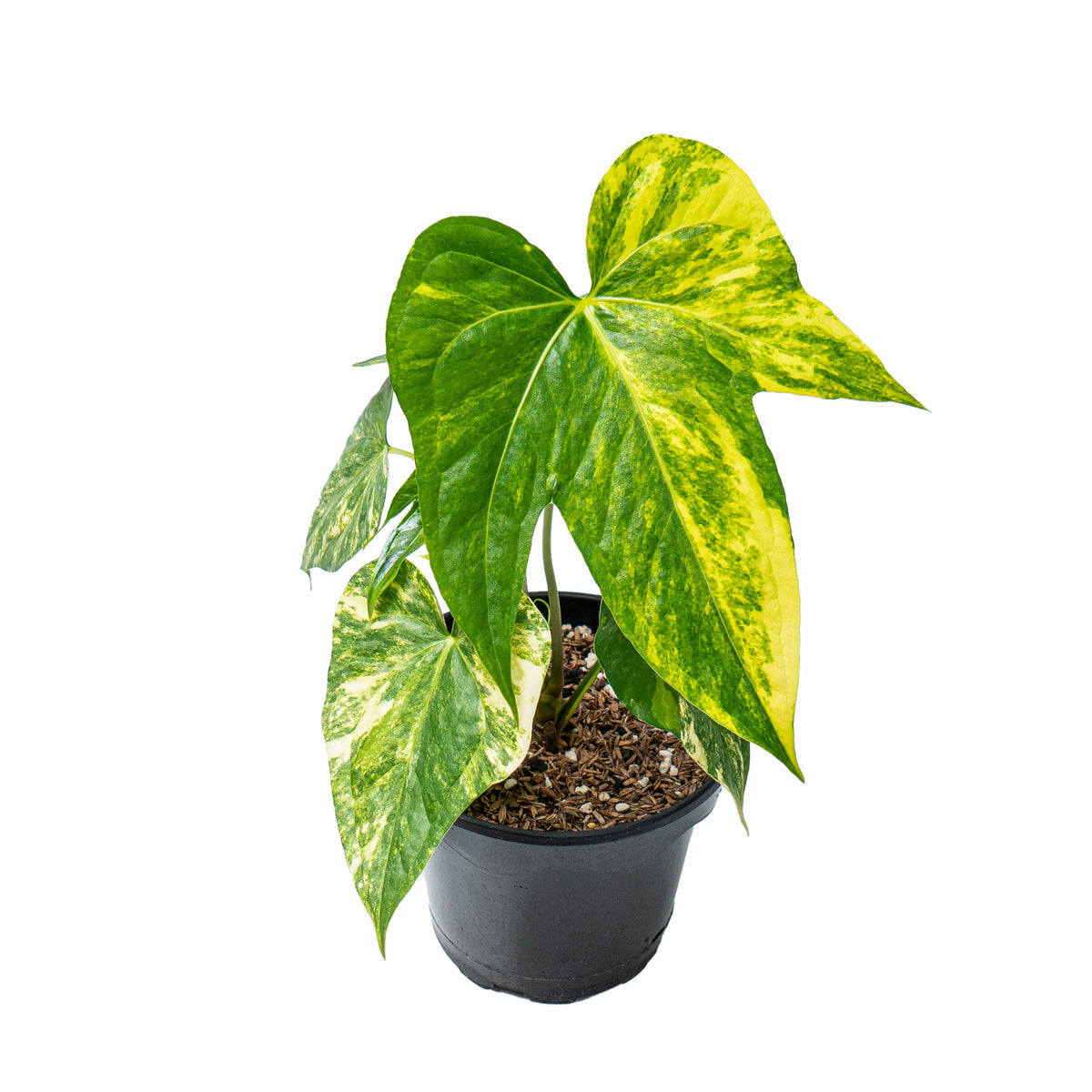 Anthurium pedatoradiatum aurea variegated