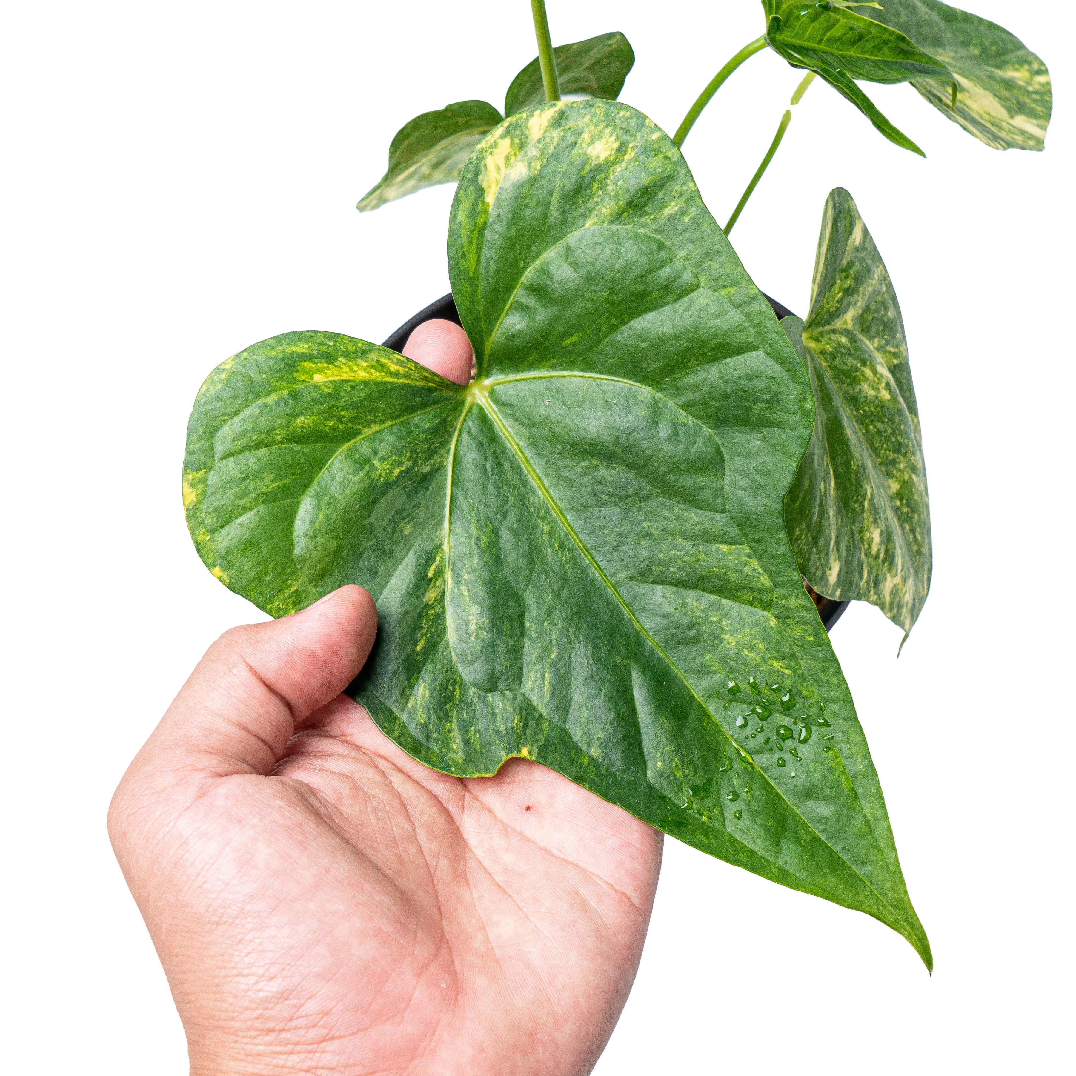 Anthurium pedatoradiatum aurea variegated