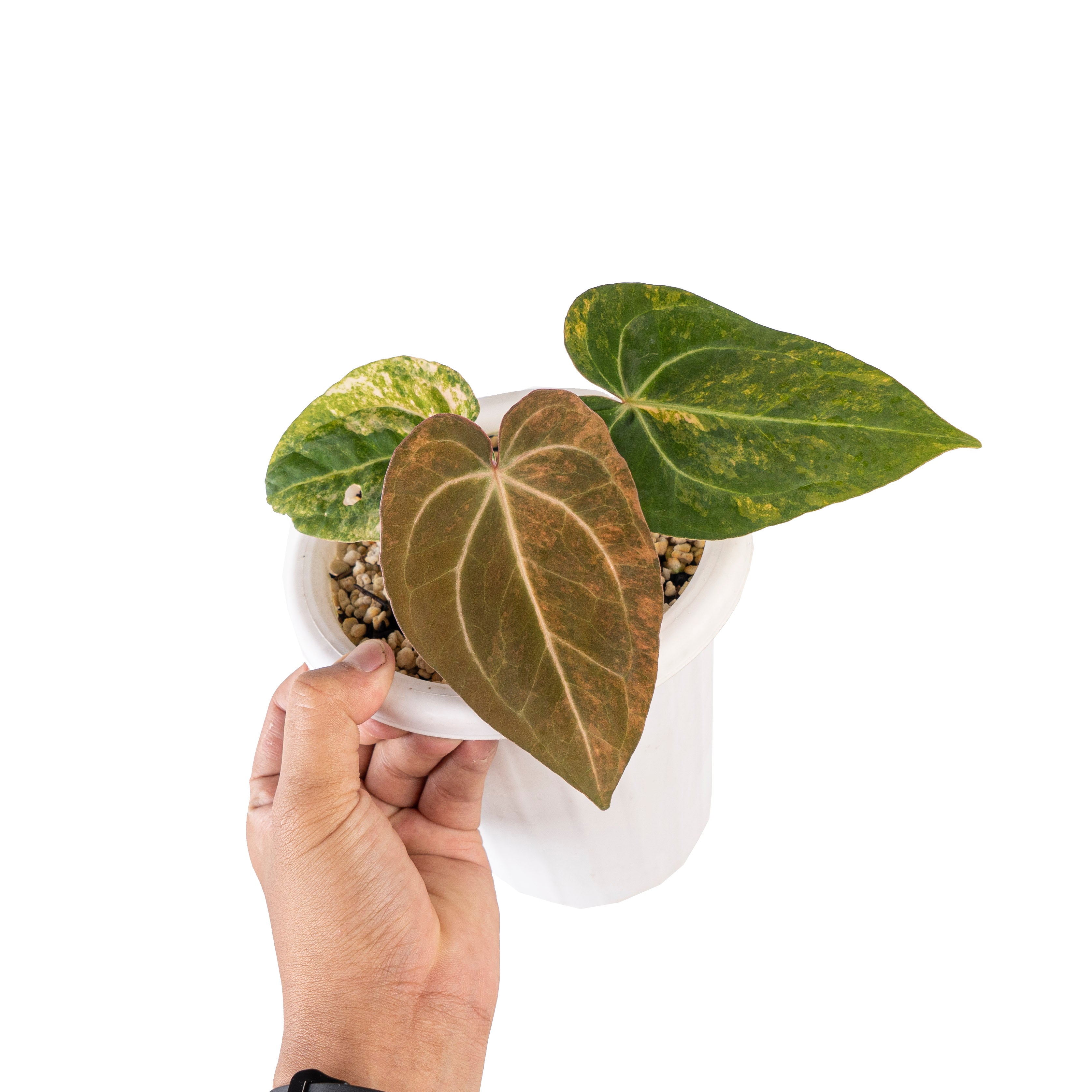 Anthurium red devils variegated (papillilaminum hybrid)