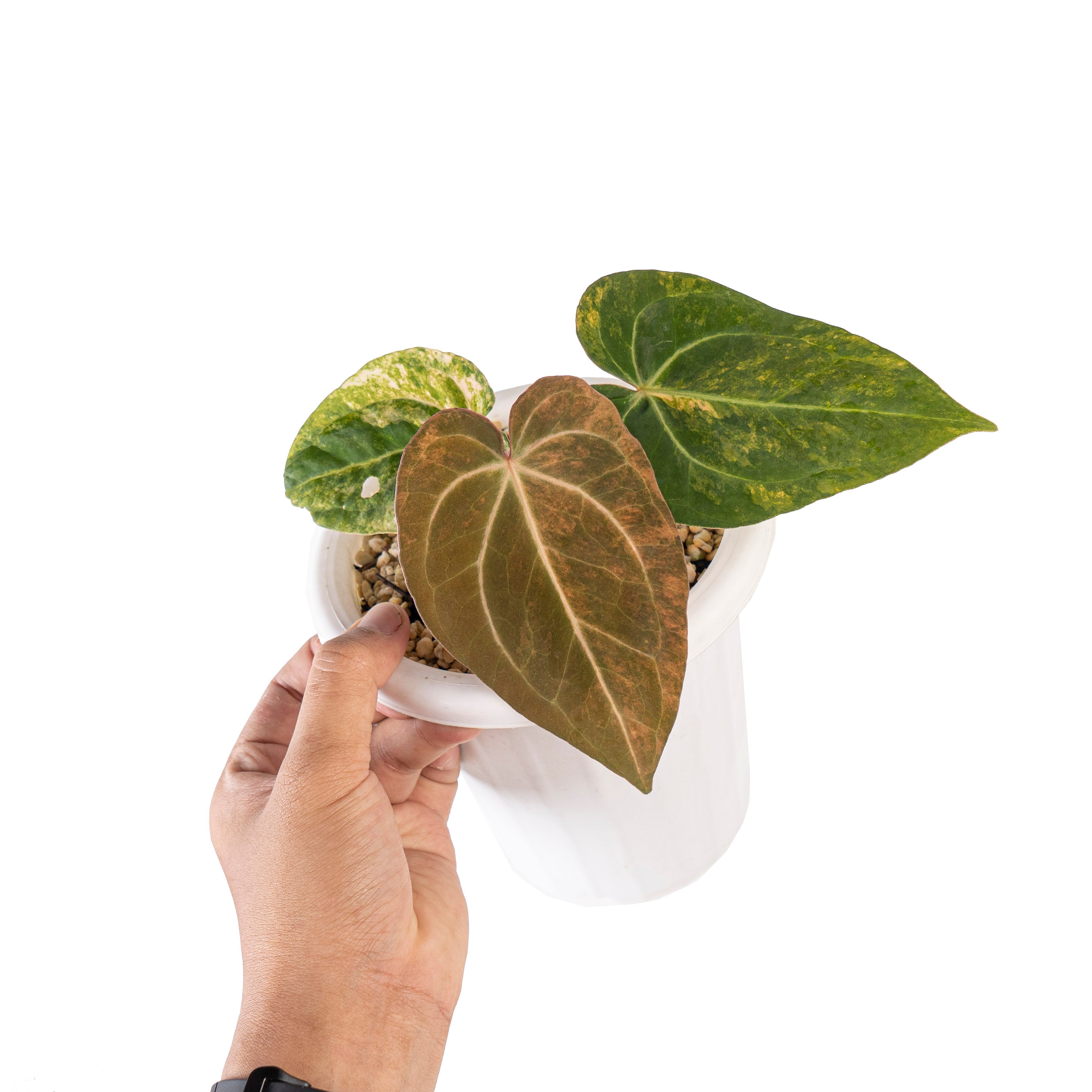 Anthurium red devils variegated (papillilaminum hybrid)