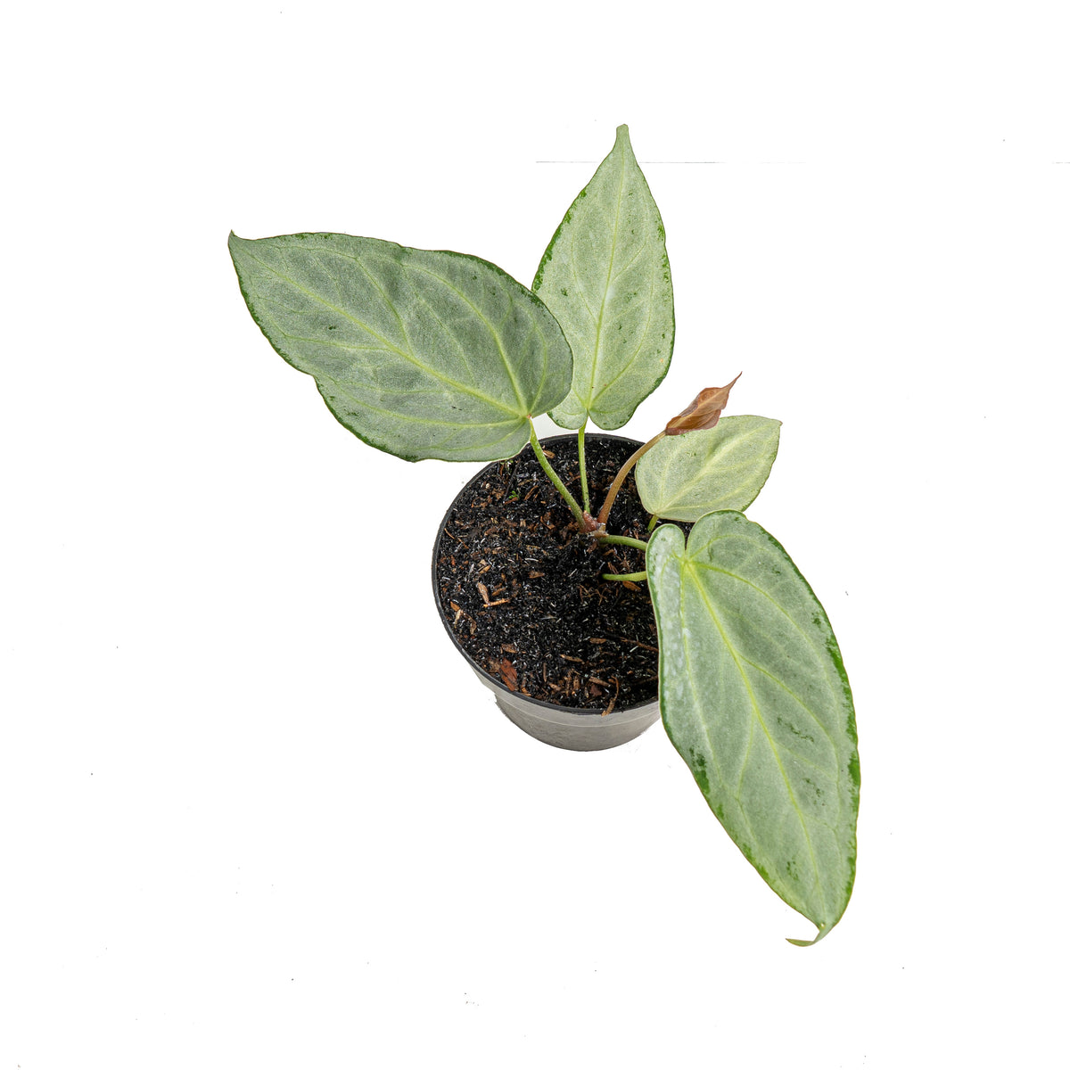 Anthurium silver chrome