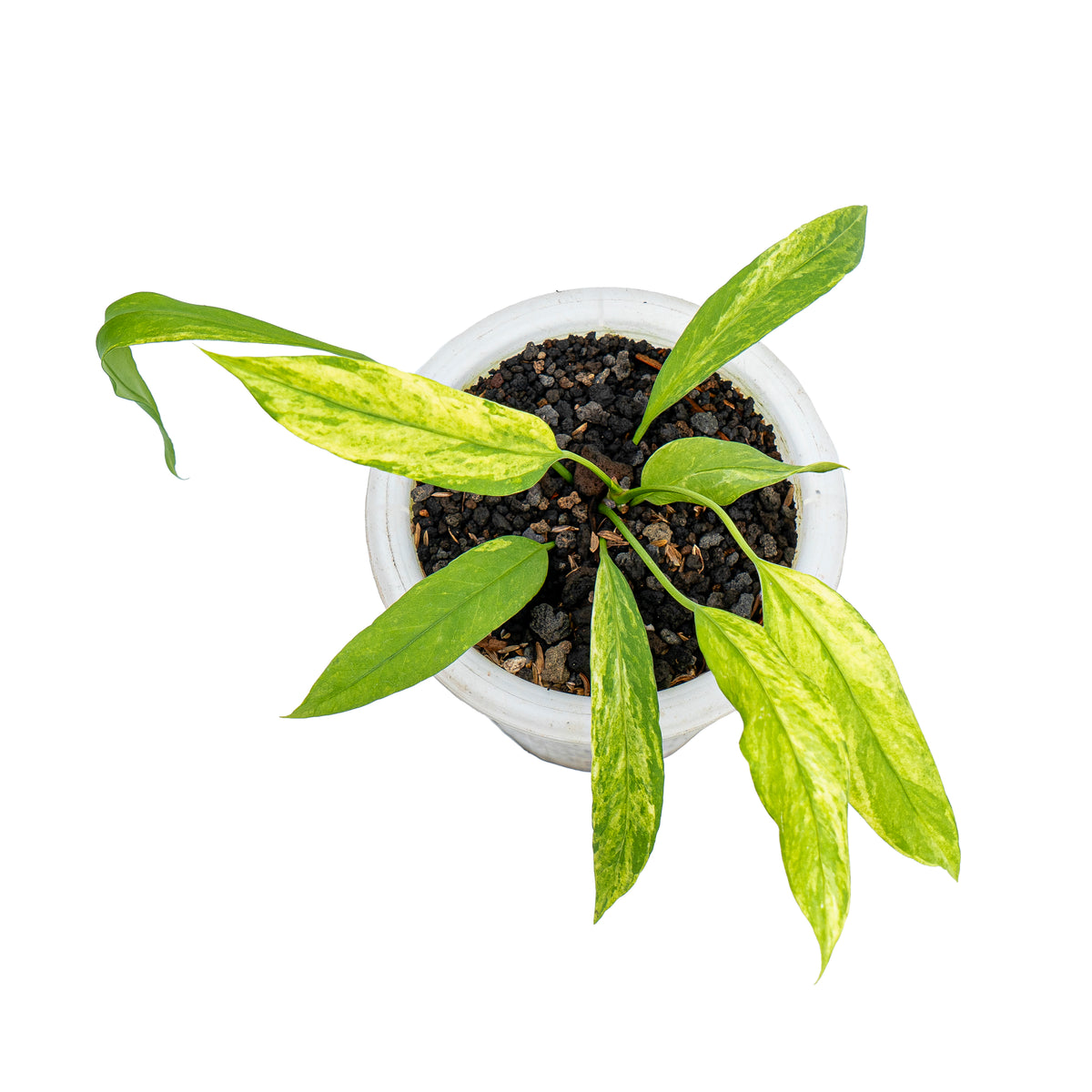 Anthurium vittarifolium variegated