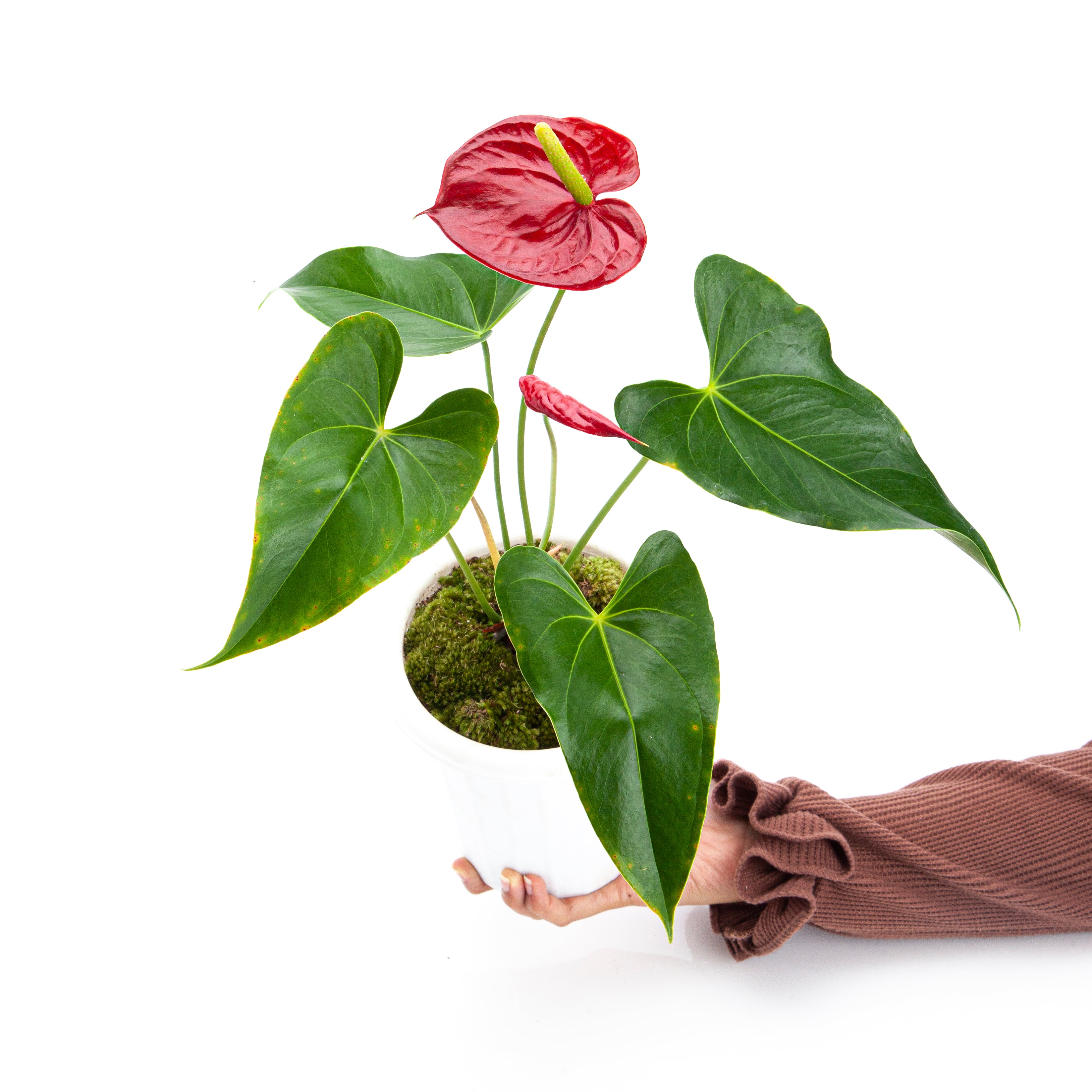 Anthurium Andreanum - Flamingo Flower