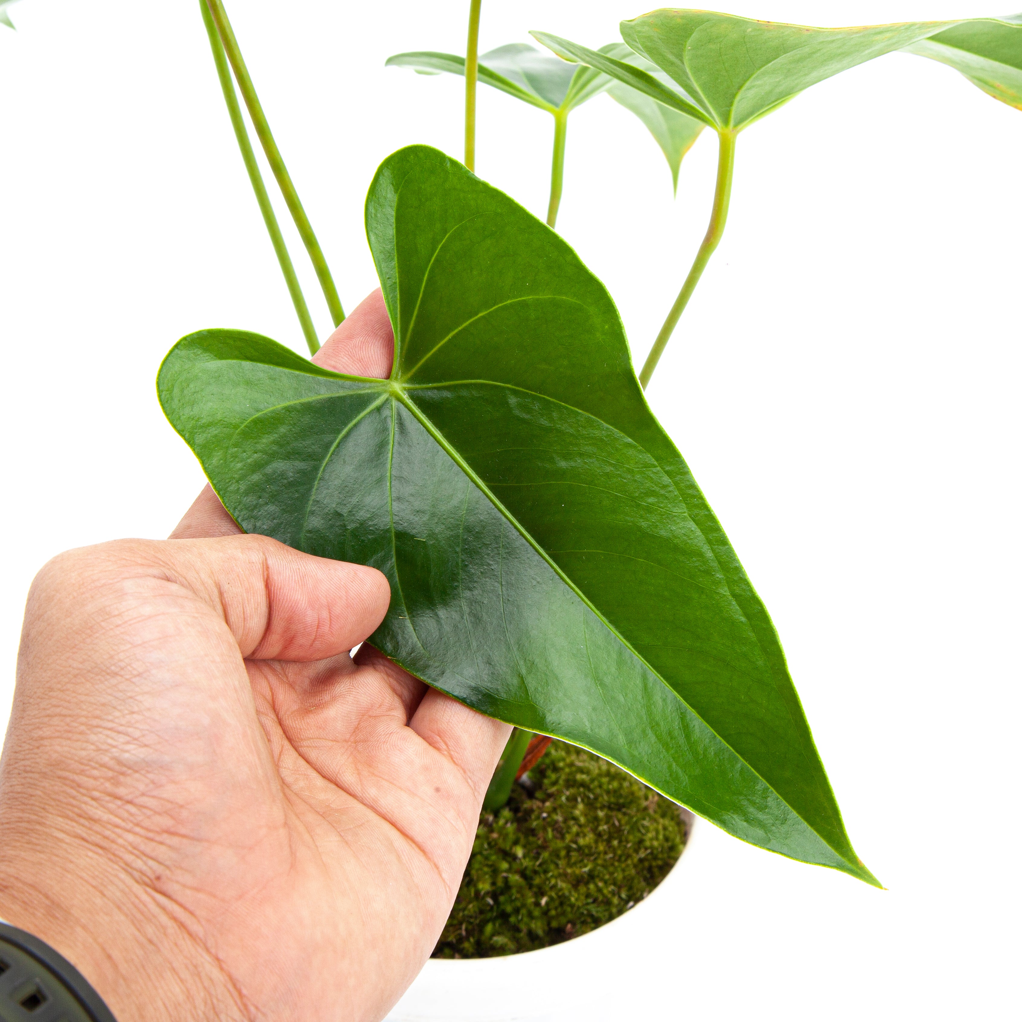 Anthurium Andreanum - Flamingo Flower