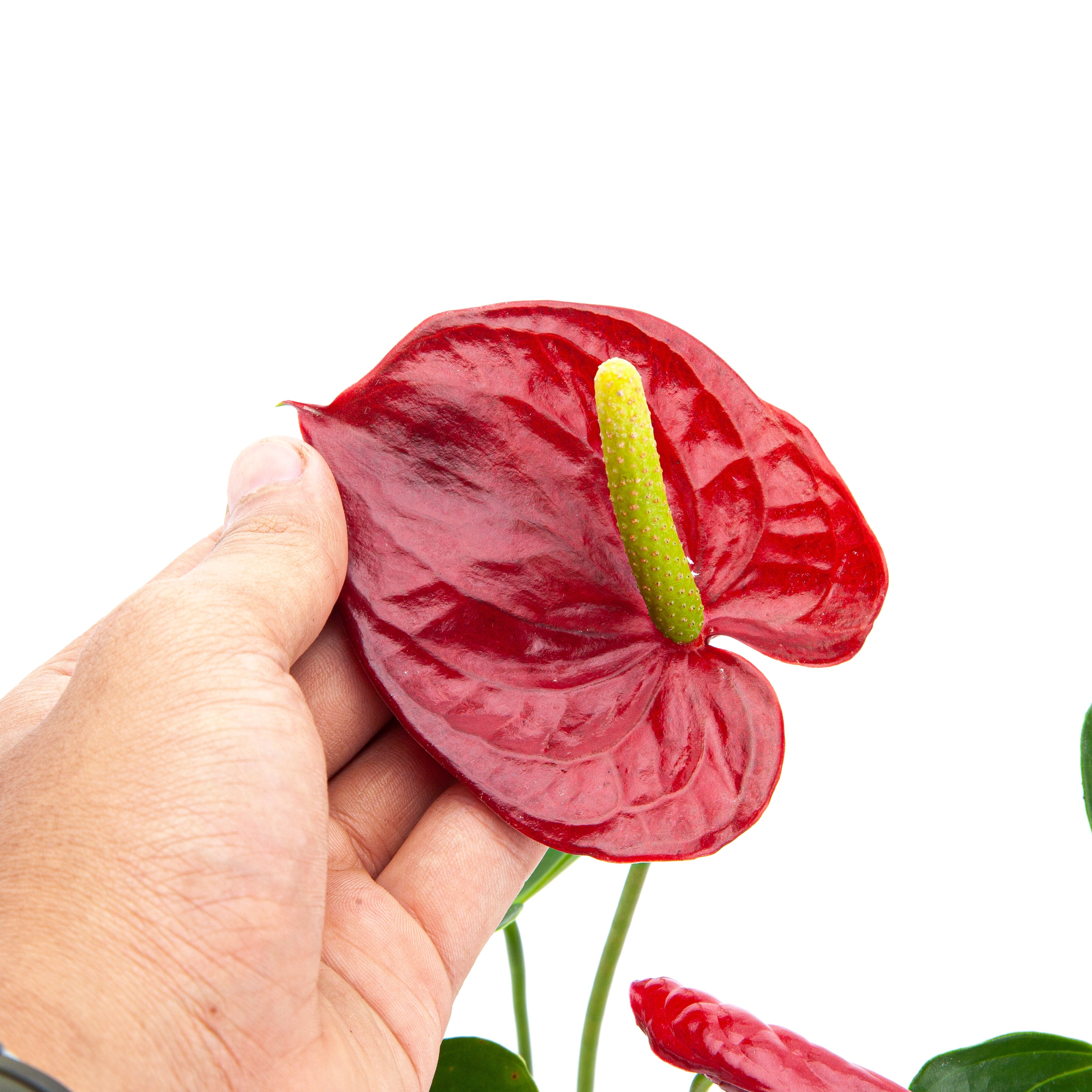 Anthurium Andreanum - Flamingo Flower
