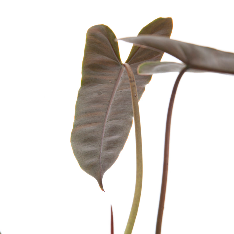 Philodendron Billiteae x Atabapoense