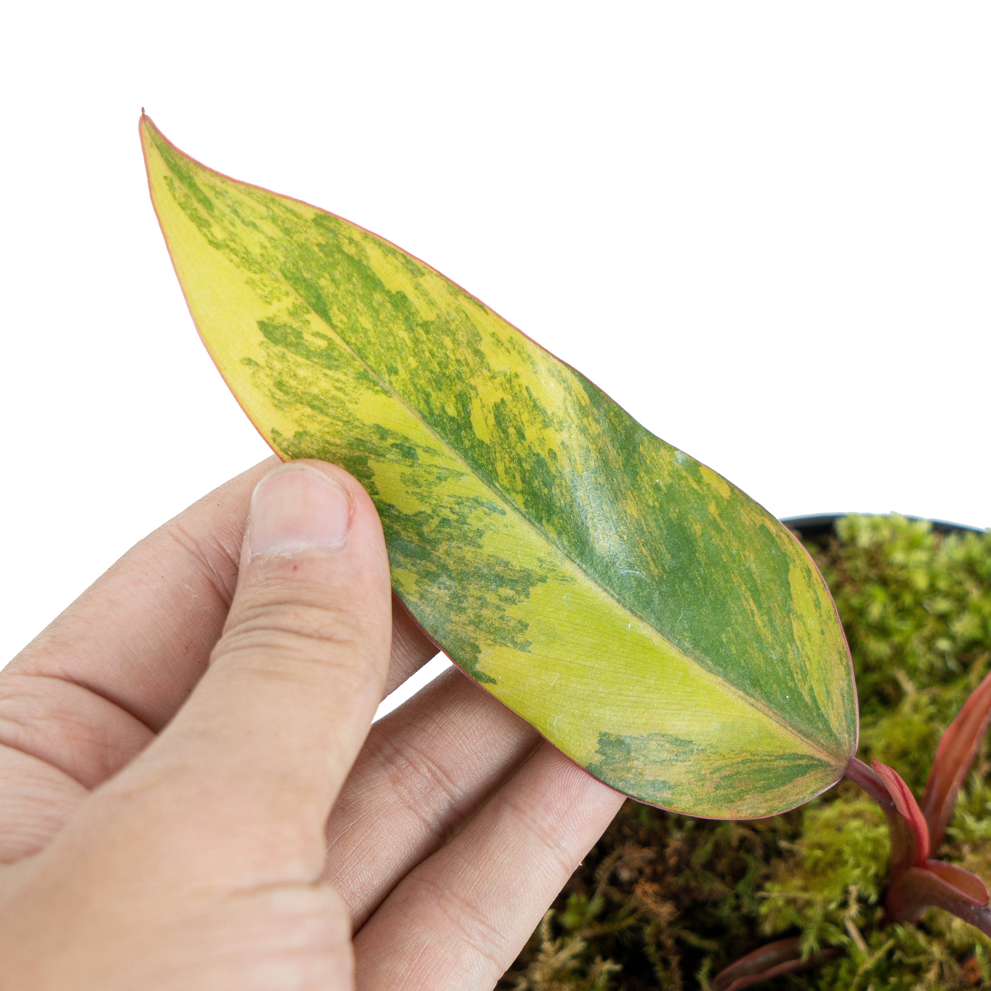 Philodendron Strawberry Shake