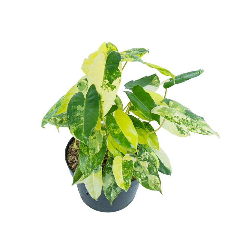 Philodendron Burle Marx Variegated - Mature size
