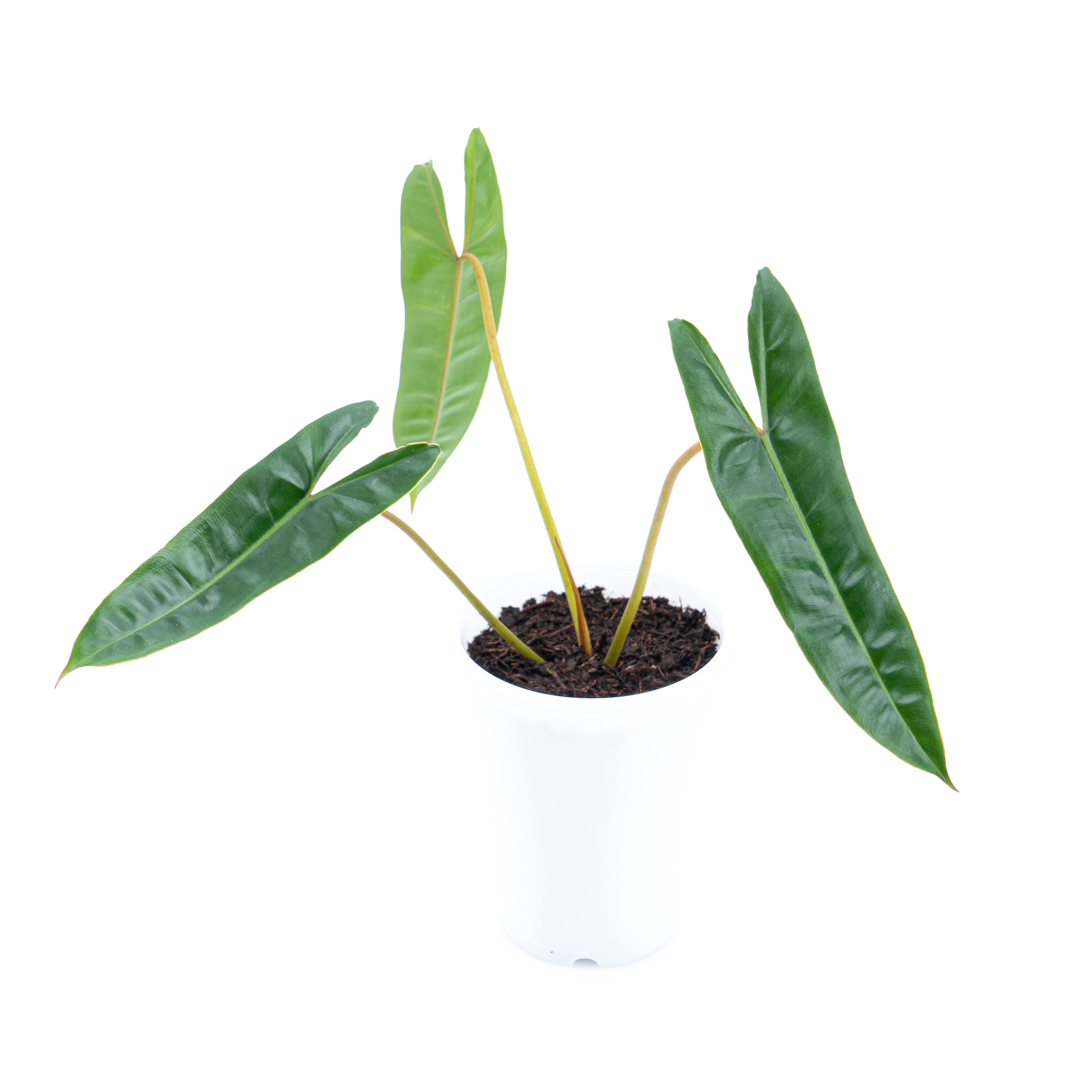 Philodendron Billietiae