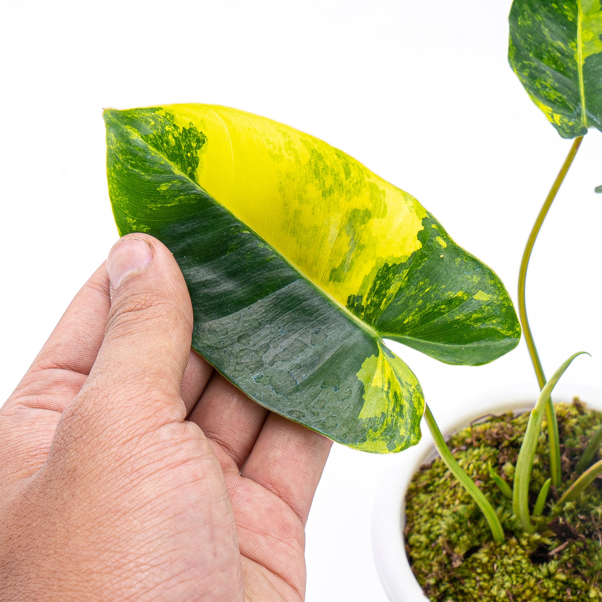 Philodendron Burle Marx Variegated