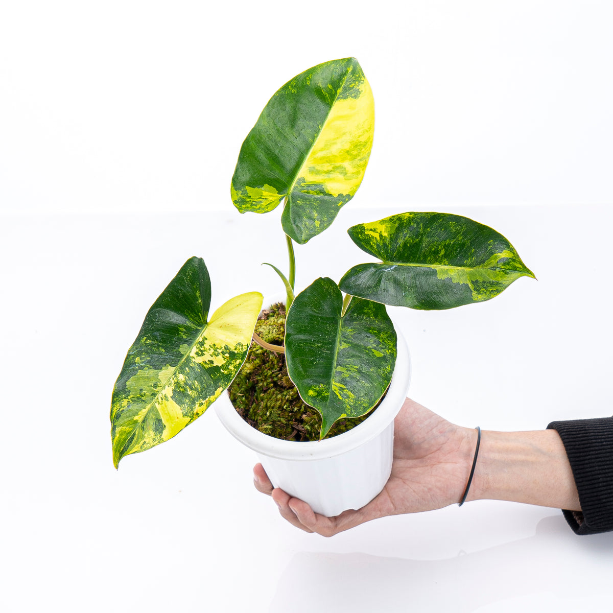 Philodendron Burle Marx Variegated | 6” Potted Philodendron Burle Marx | Rare Indoor Plants for Delivery